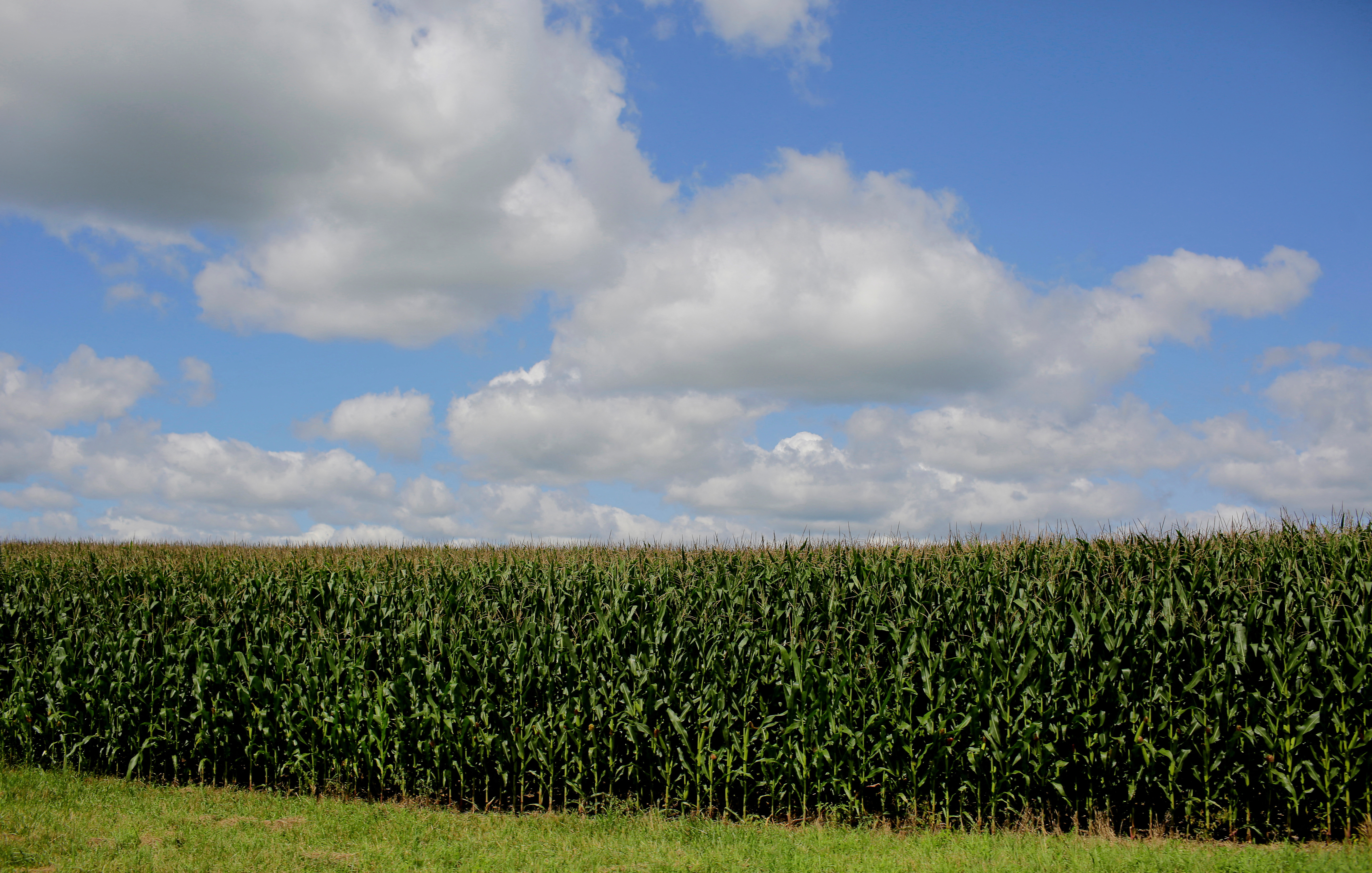 FILE PHOTO: Clouds hover above a corn field in Iowa