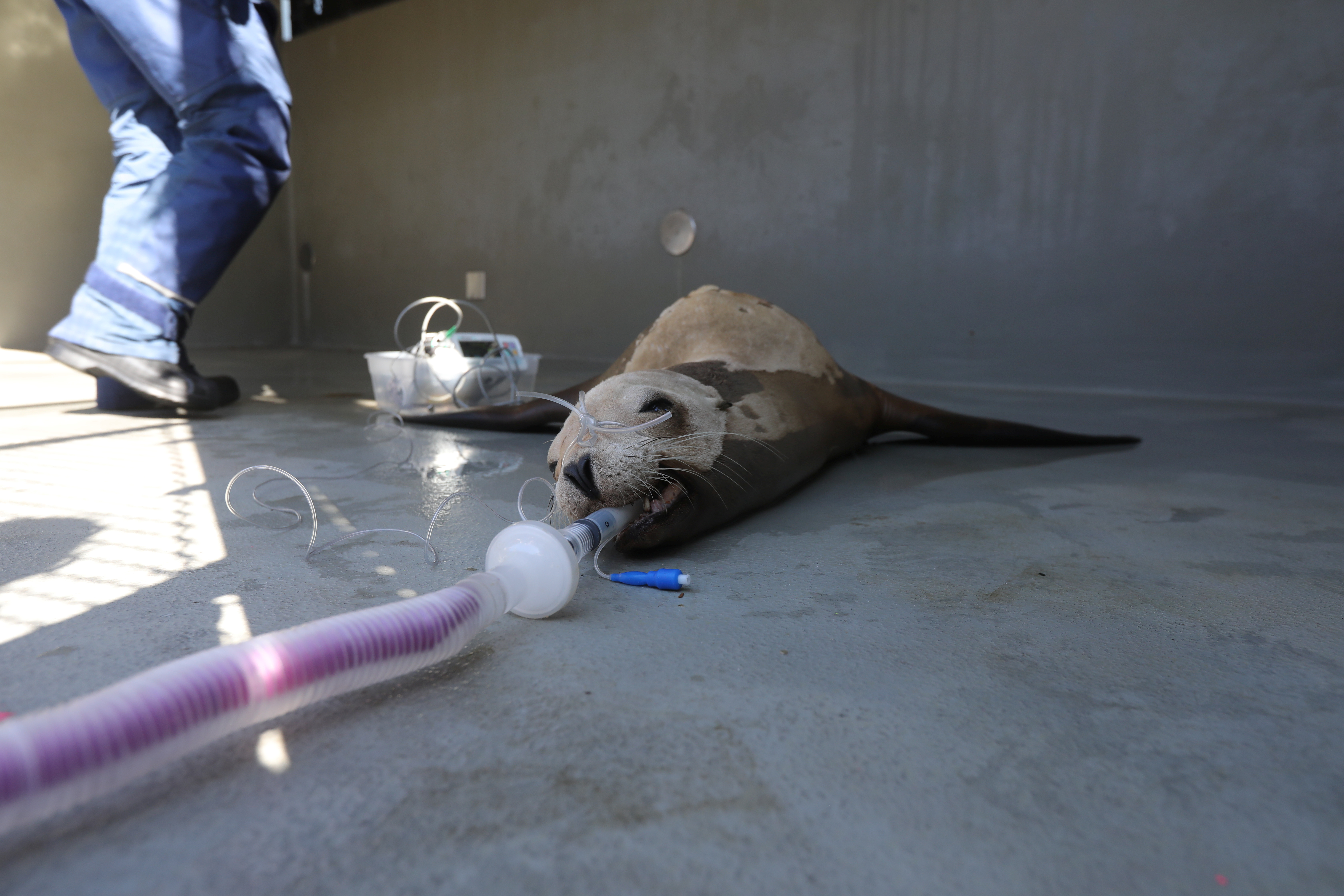 A sedated California sea lion suspected of having cancer awaits an ultrasound at the Marine Mammal Center in Sausalito