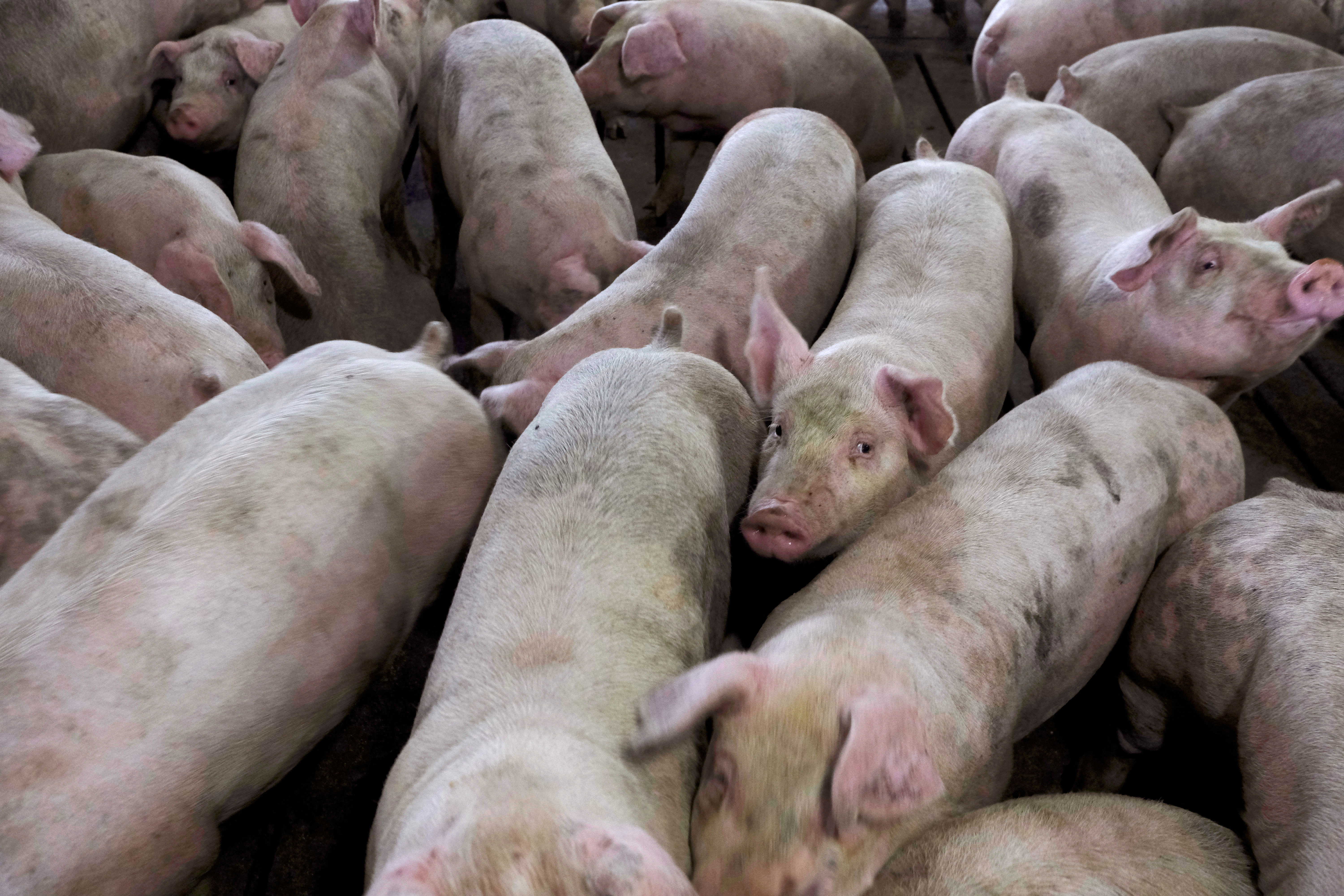 pork industry under siege