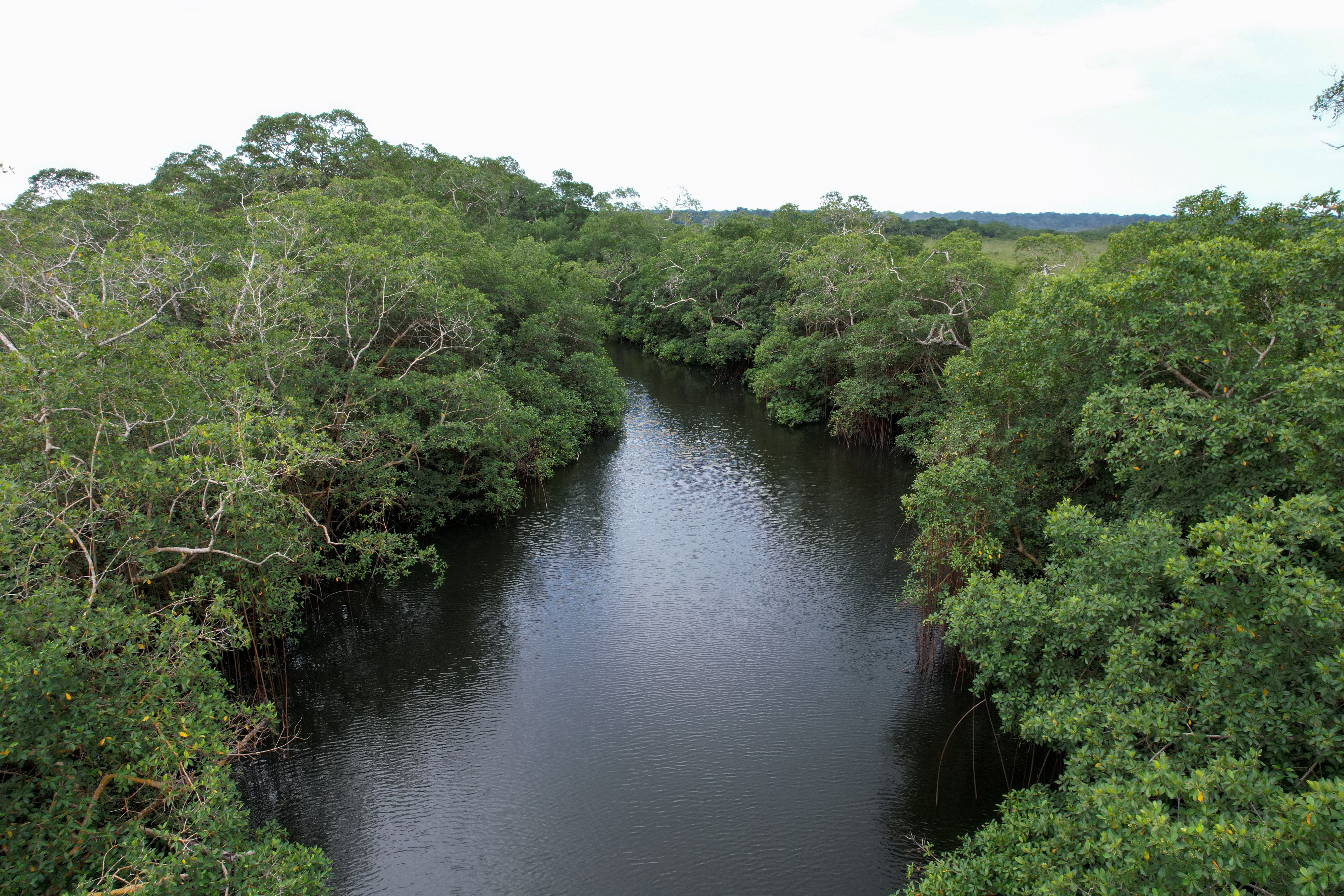 Gabon plumbs carbon of its mighty mangrove trees | Reuters
