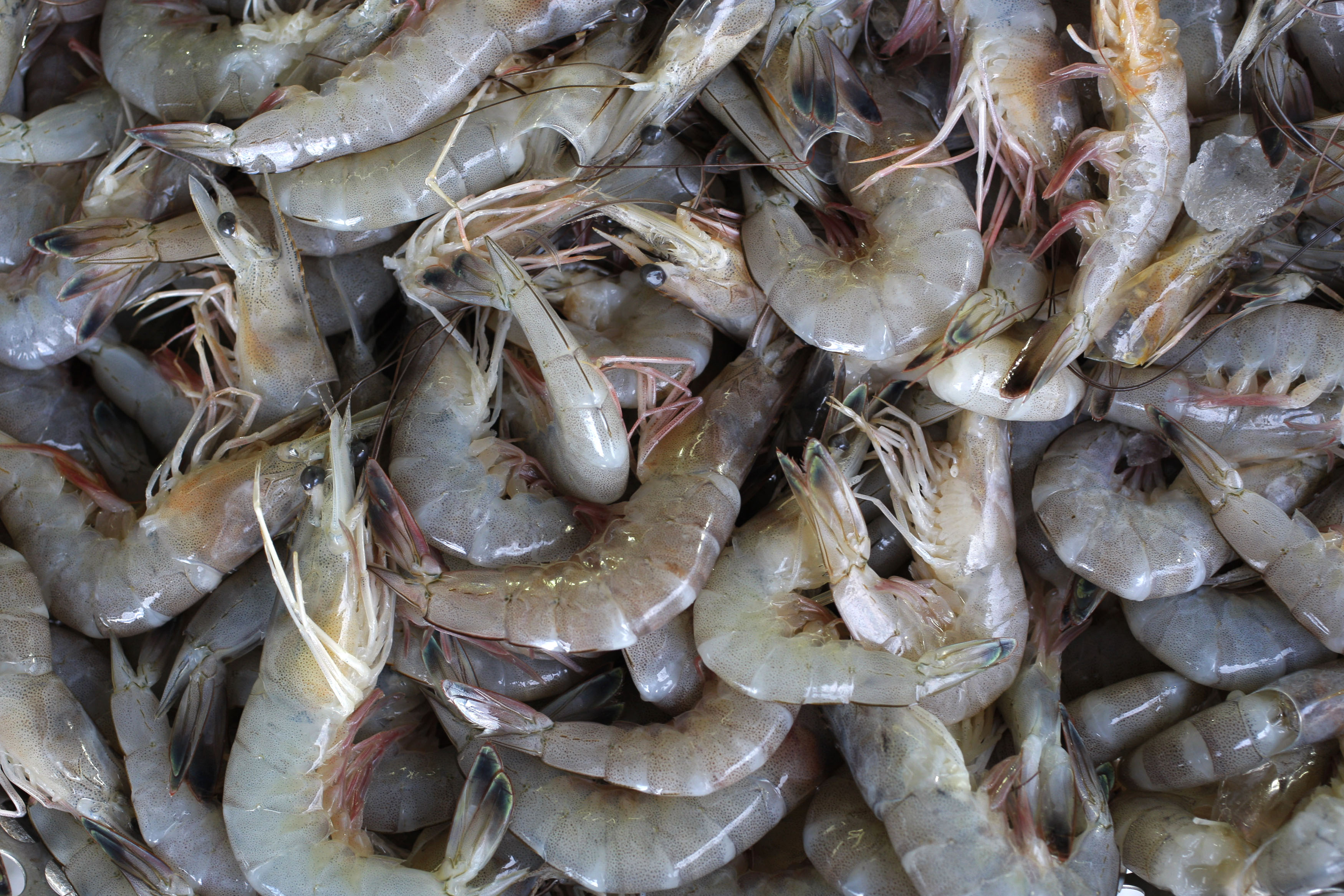 Costa Rica's Shrimp Trawling Study Questioned 
