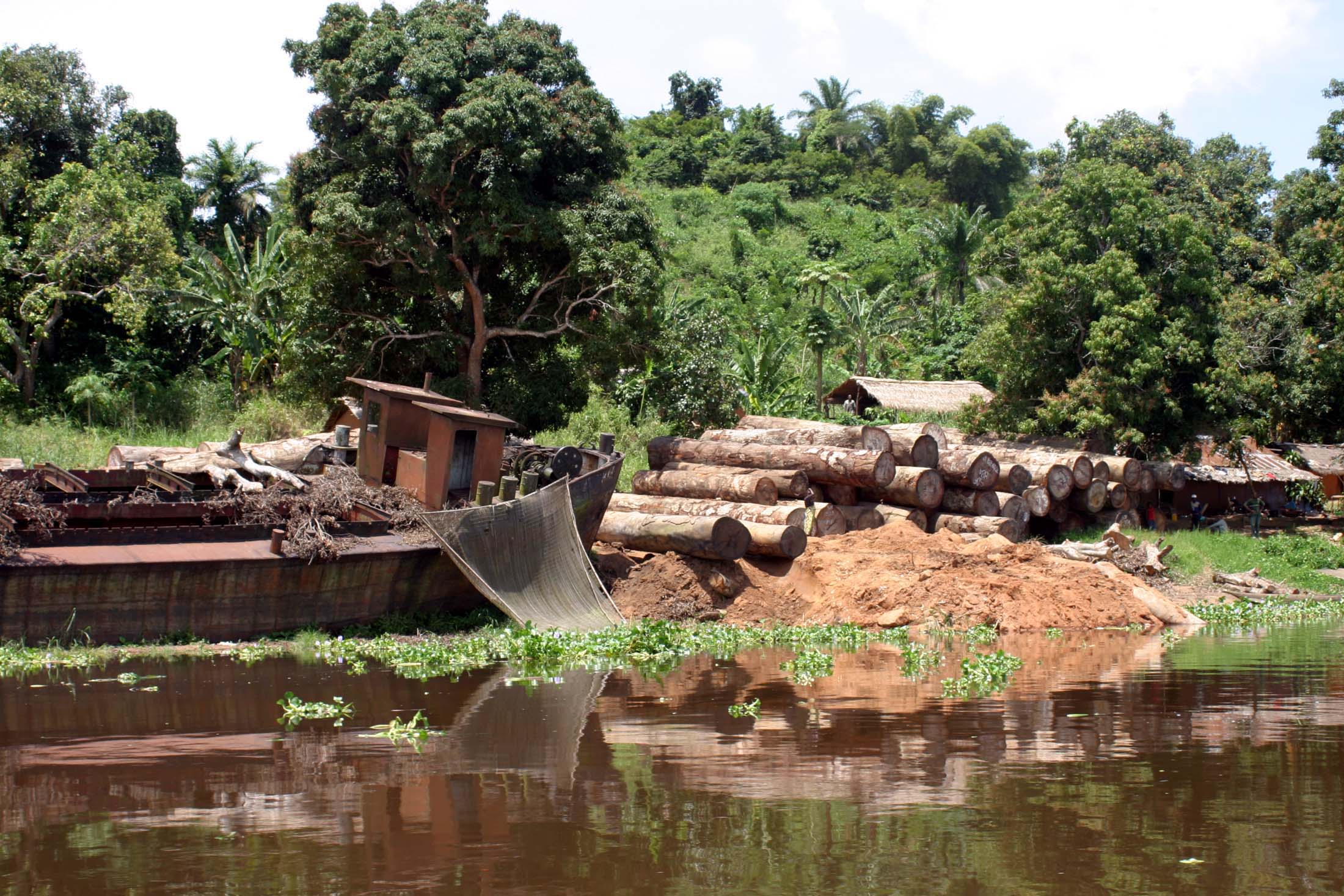 Вырубка лесов в Конго