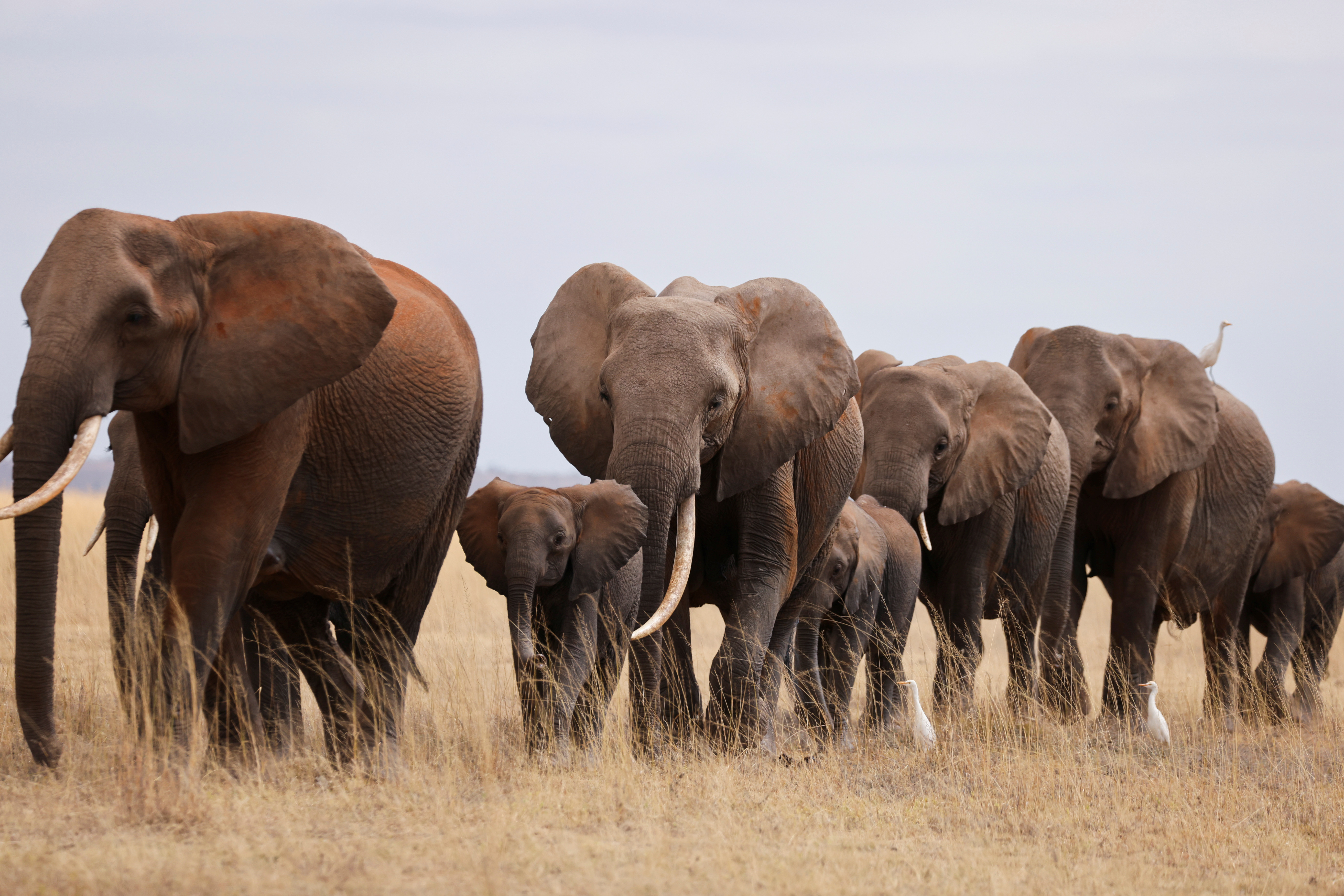 Elephants walk in the Amboseli National Park
