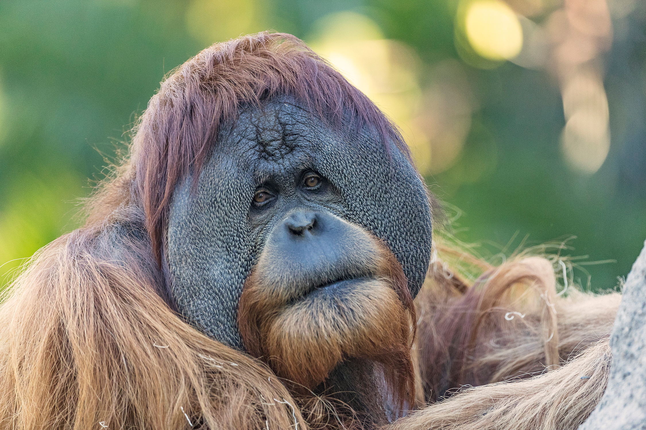An orangutan who was recently vaccinated against COVID-19 at the San Diego Zoo