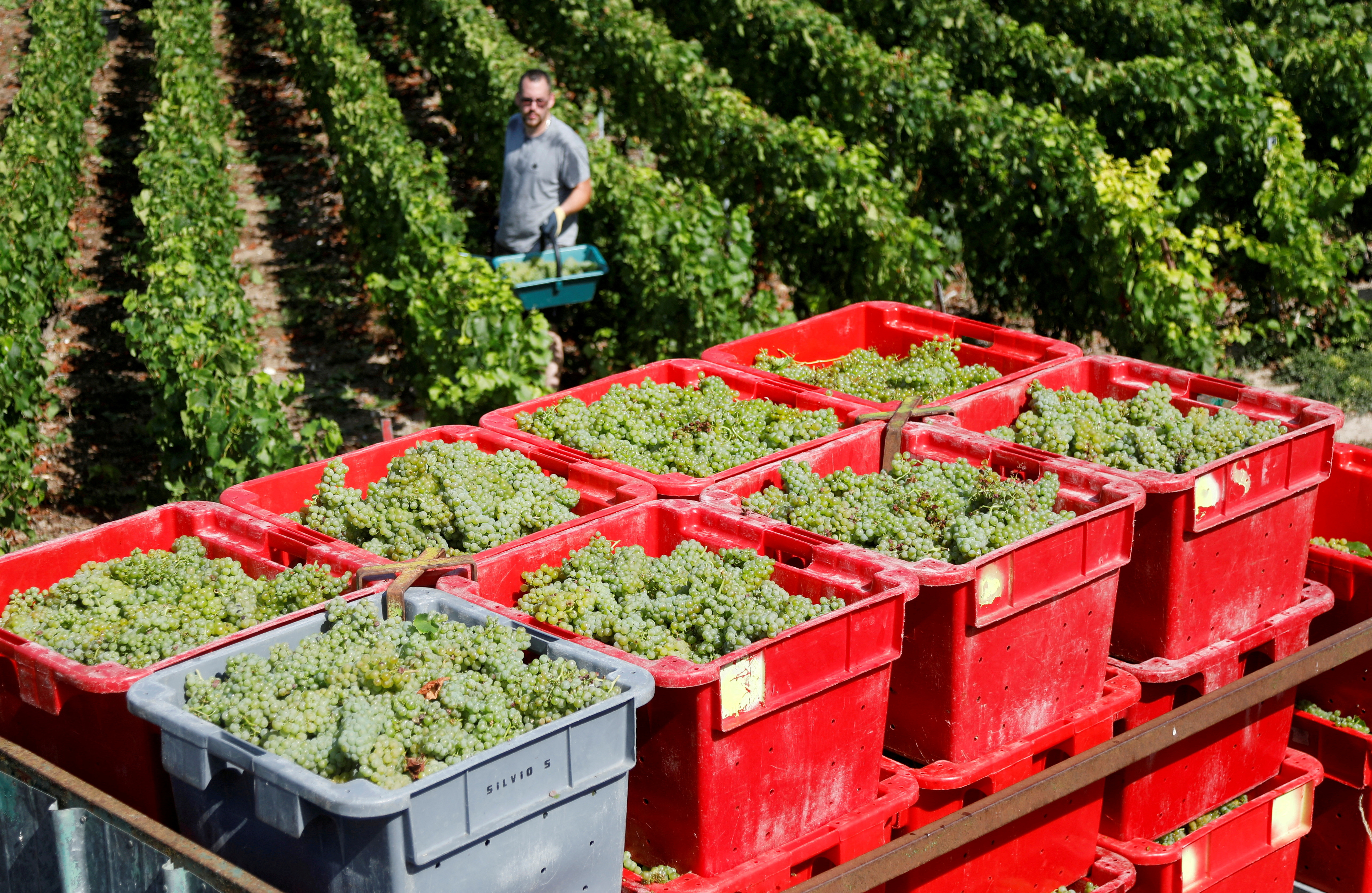 Grape harvest in France's Champagne region