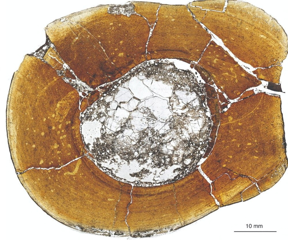 Microscopic view of the shin bone of the carnivorous dinosaur Majungasaurus crenatissimus, showing growth rings