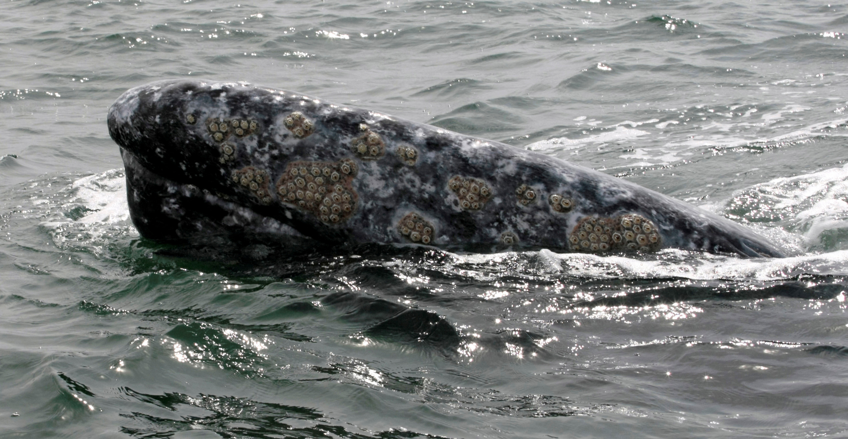 Hopeful signs for declining population of gray whales along West