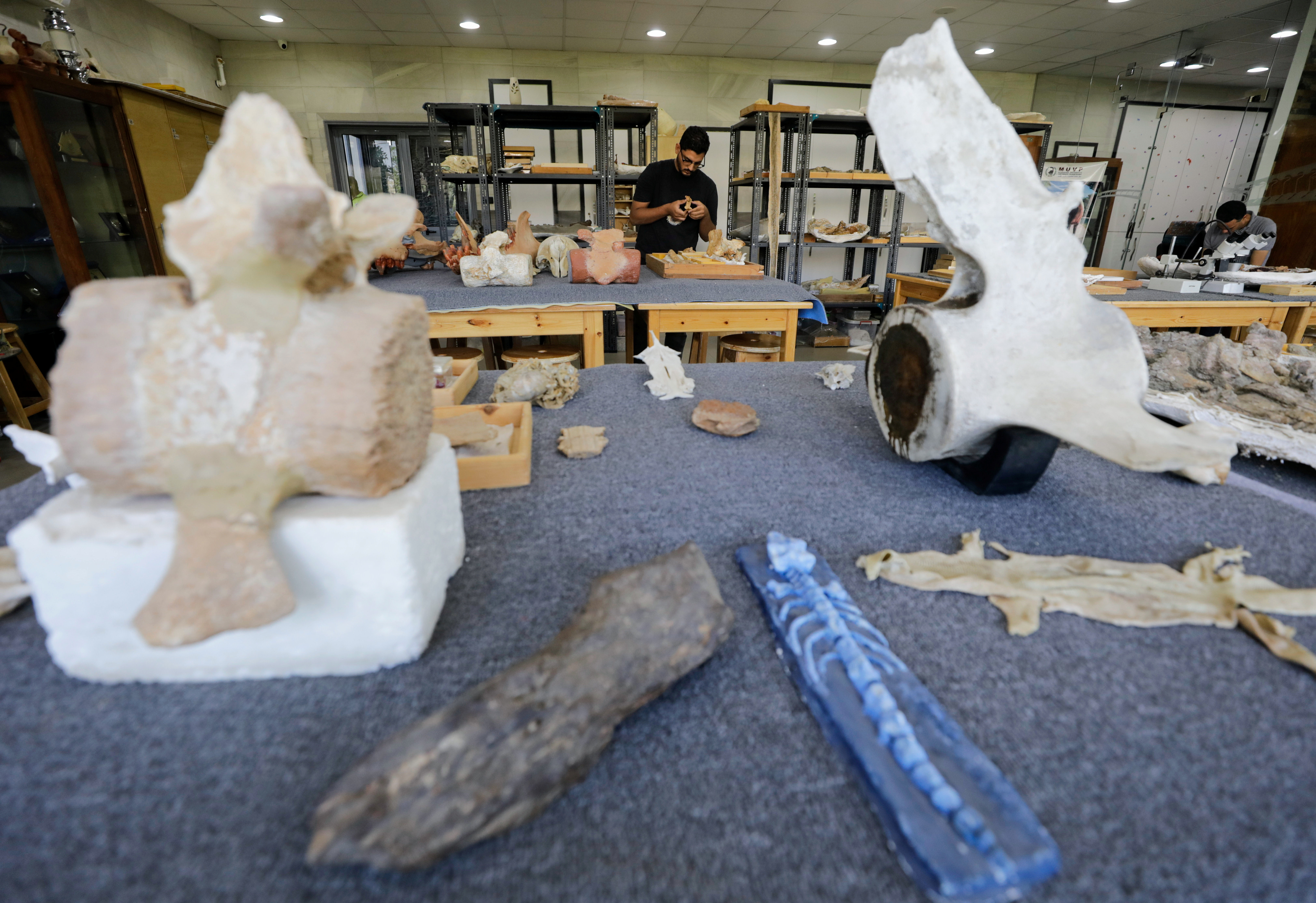 Abdullah Gohar, a researcher at El Mansoura university works on renovating the 43 million-year-old fossil of a previously unknown amphibious whale called 