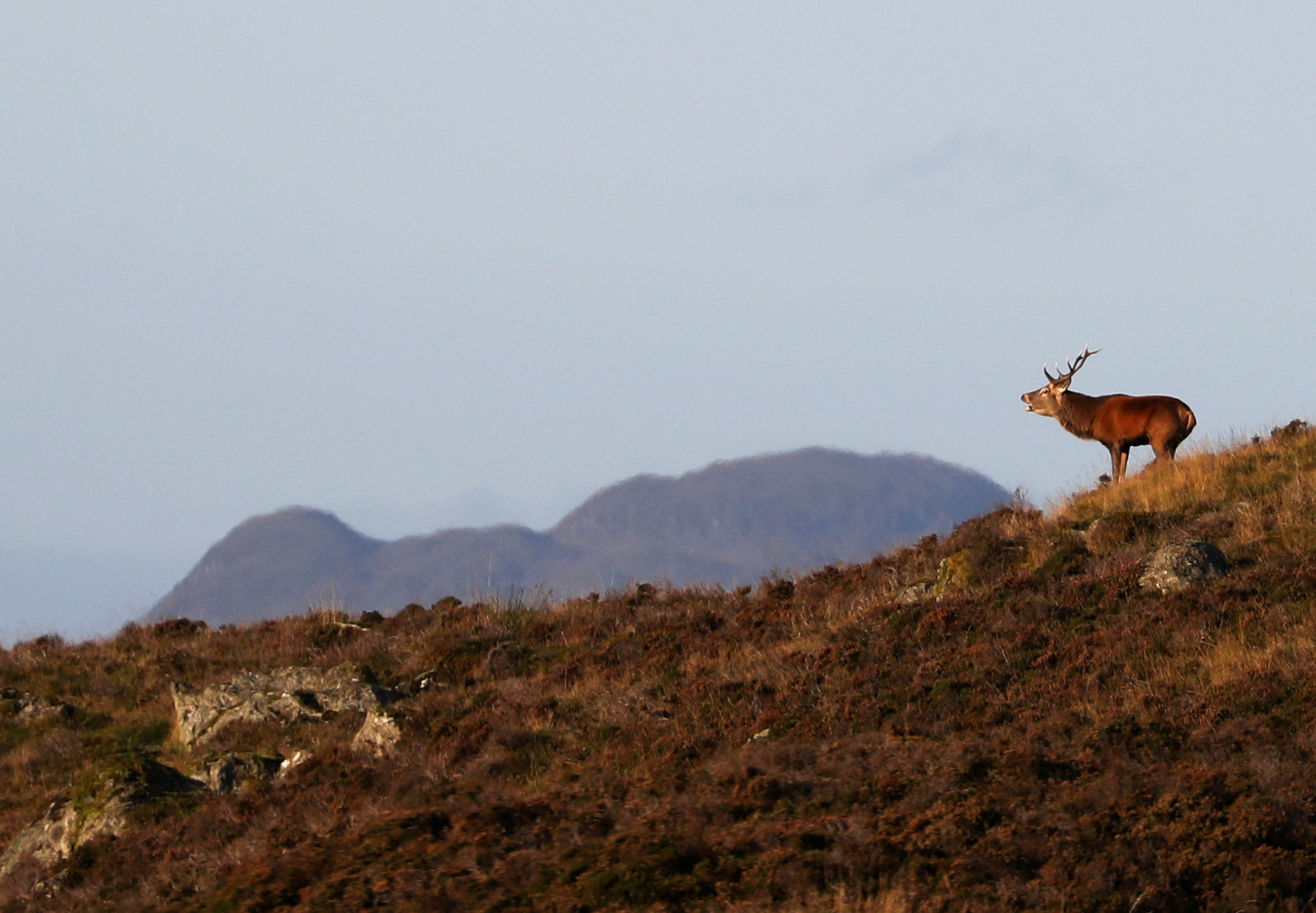 A red deer stag bellows on Moulin Moor above Pitlochry