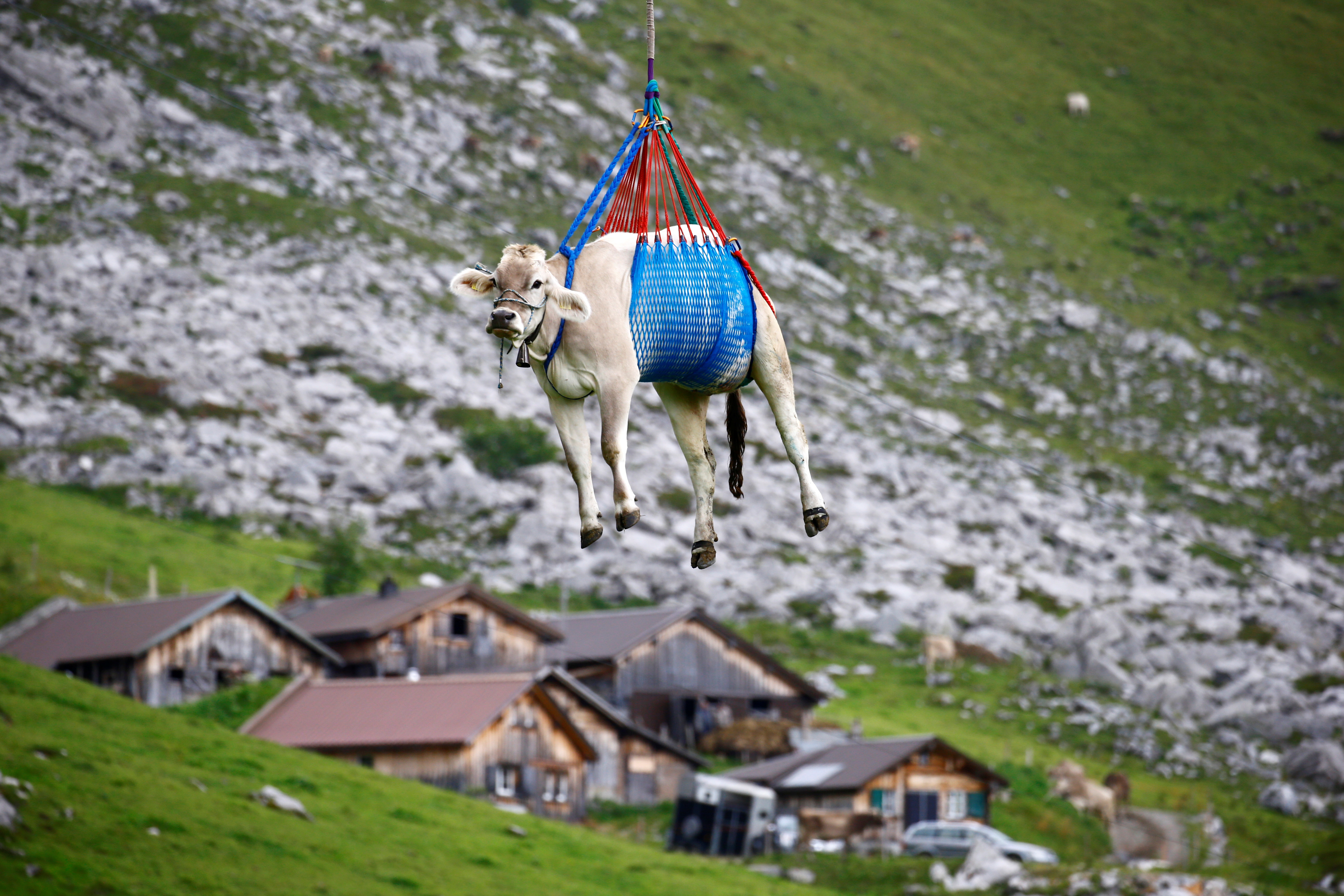 Cows are transported by helicopter near the Klausenpass