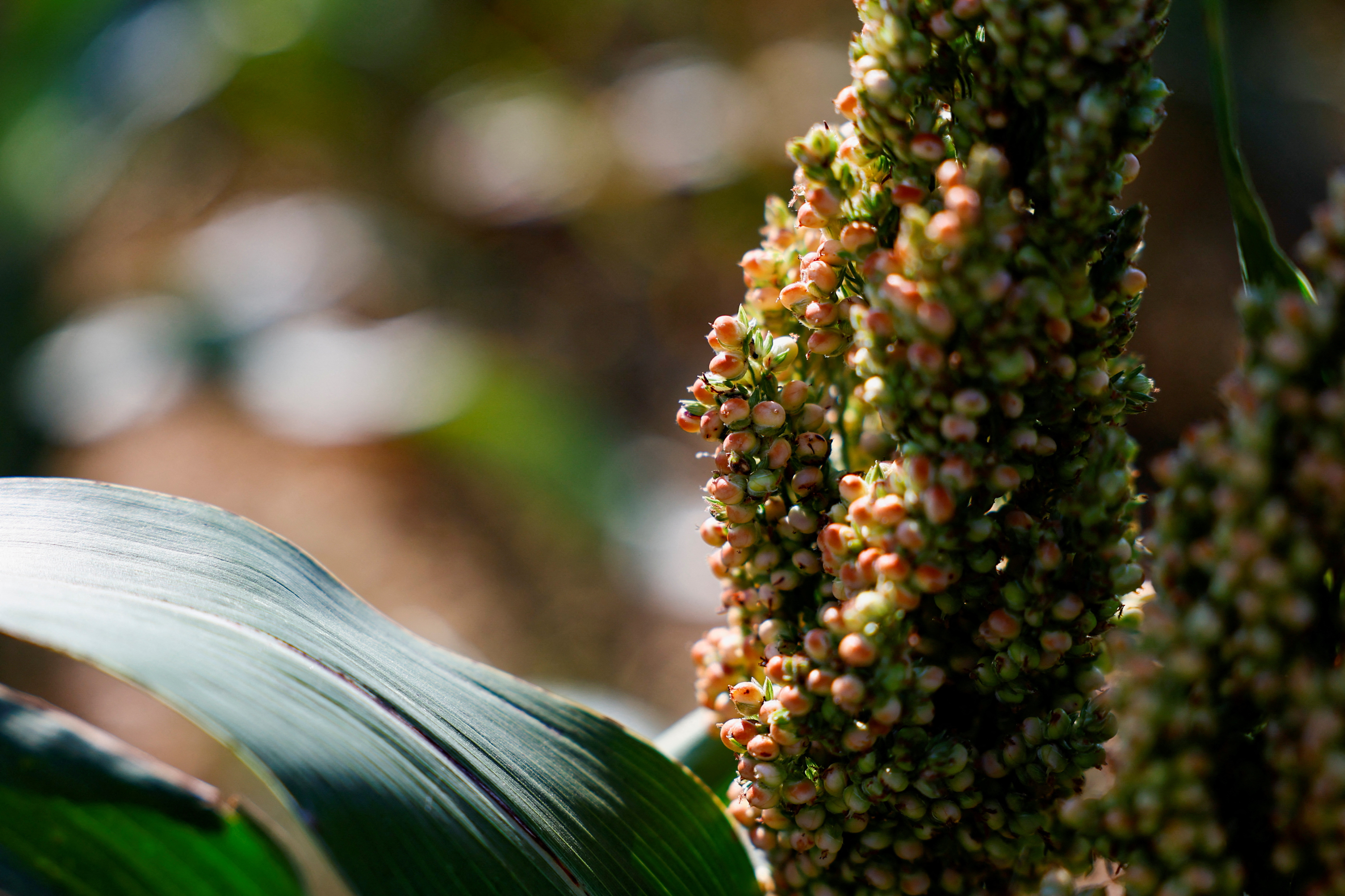 French farmer grows sorghum plants to adapt to climate change