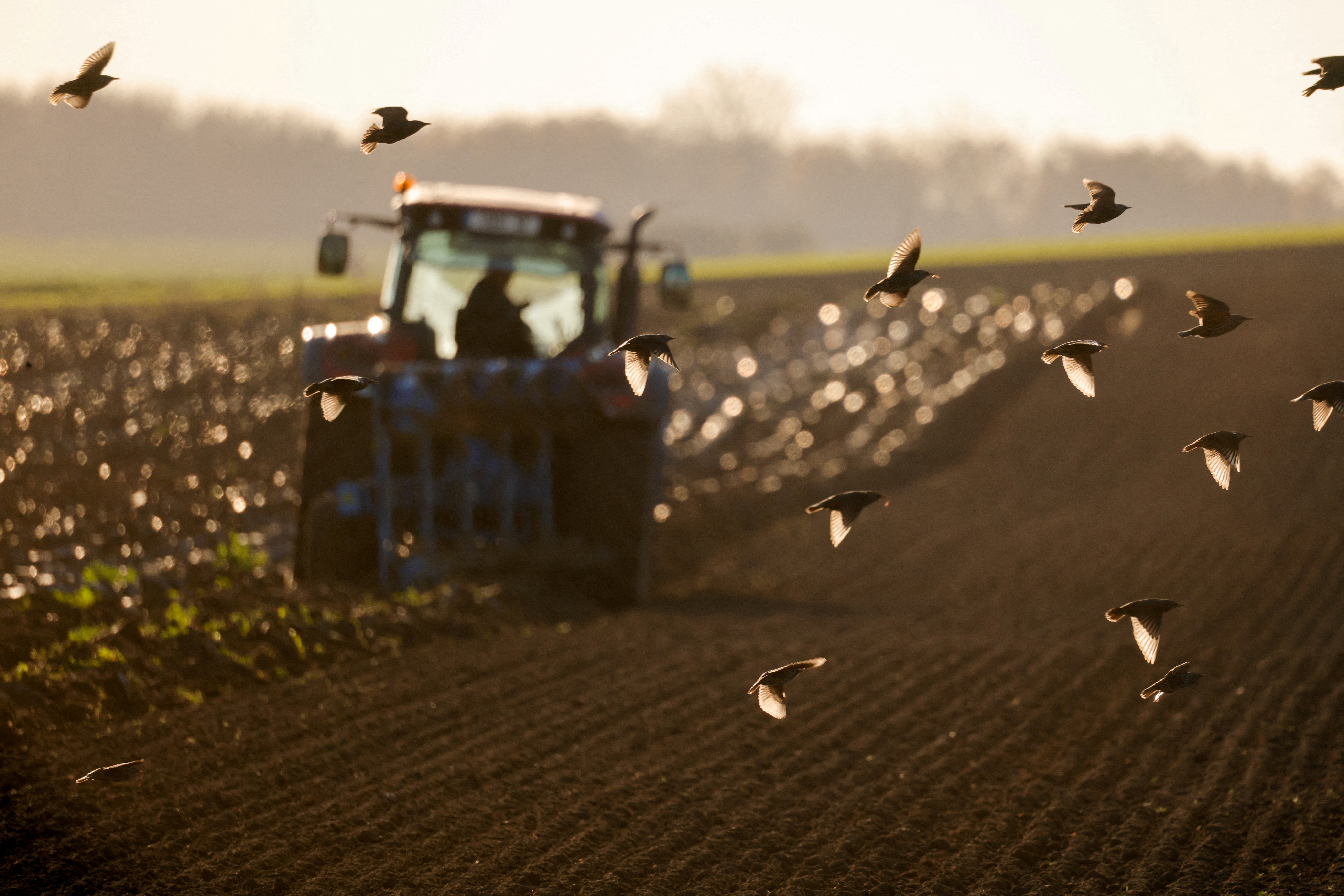 Starlings fly over a tractor as french farmer plows his field in Haynecourt