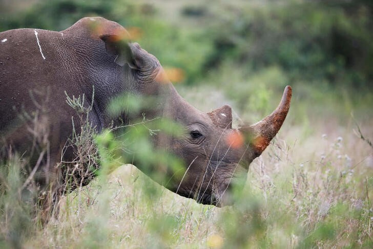 A southern white rhino is seen inside Nairobi National Park