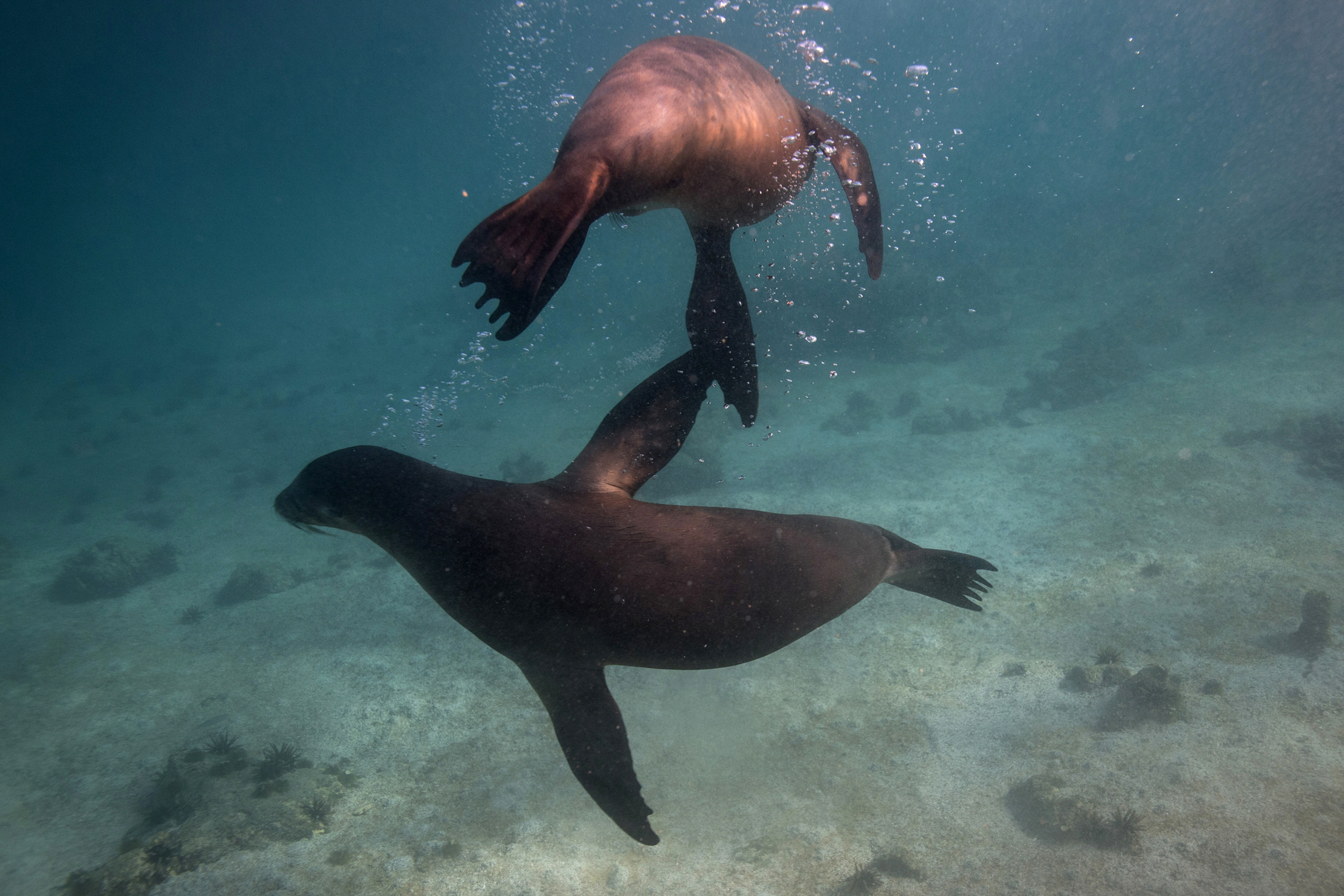 Sea lions swim near San Cristobal at Galapagos Marine Reserve