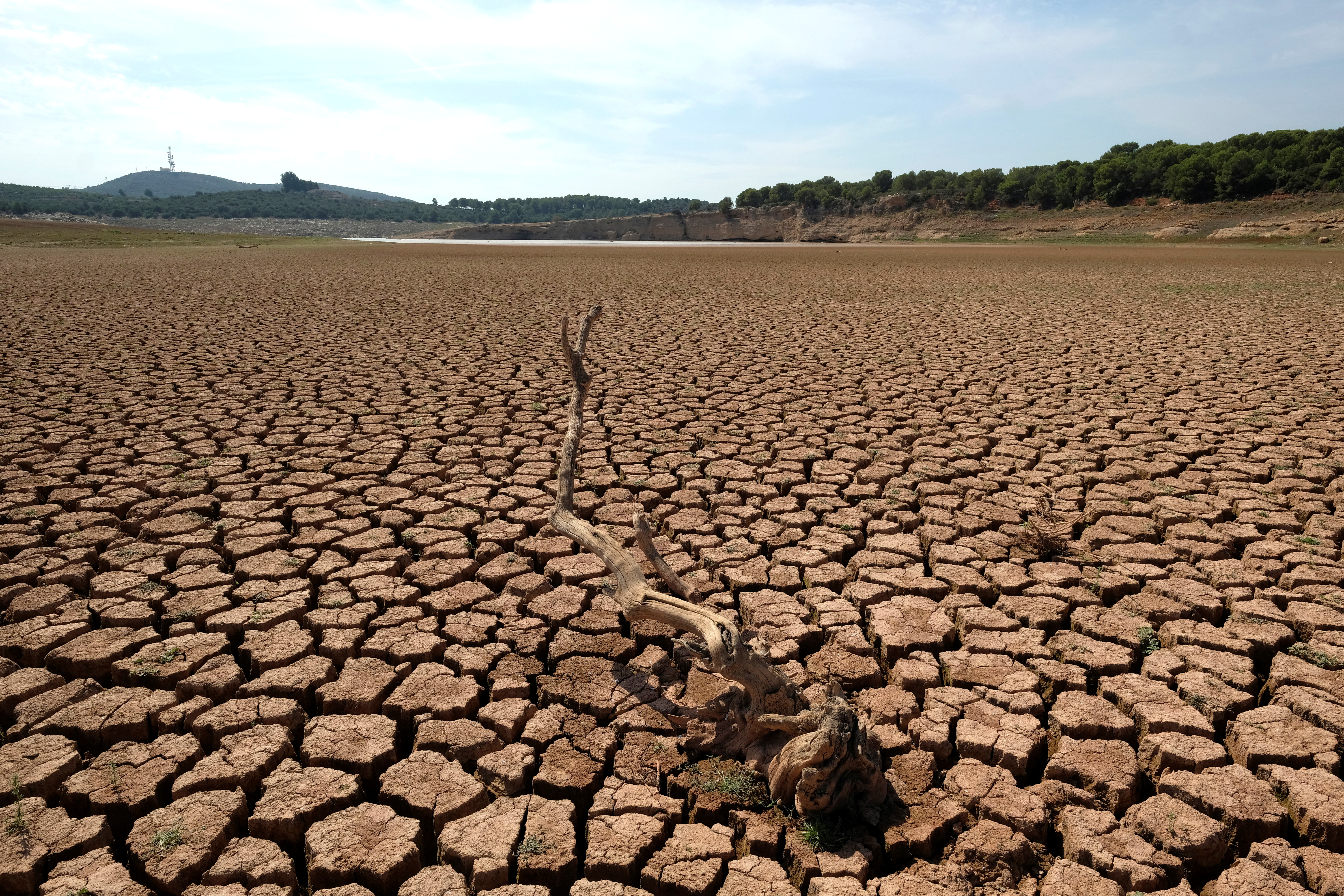 The remains of a dead tree are pictured at the almost empty Maria Cristina water reservoir  during a severe drought near Castellon