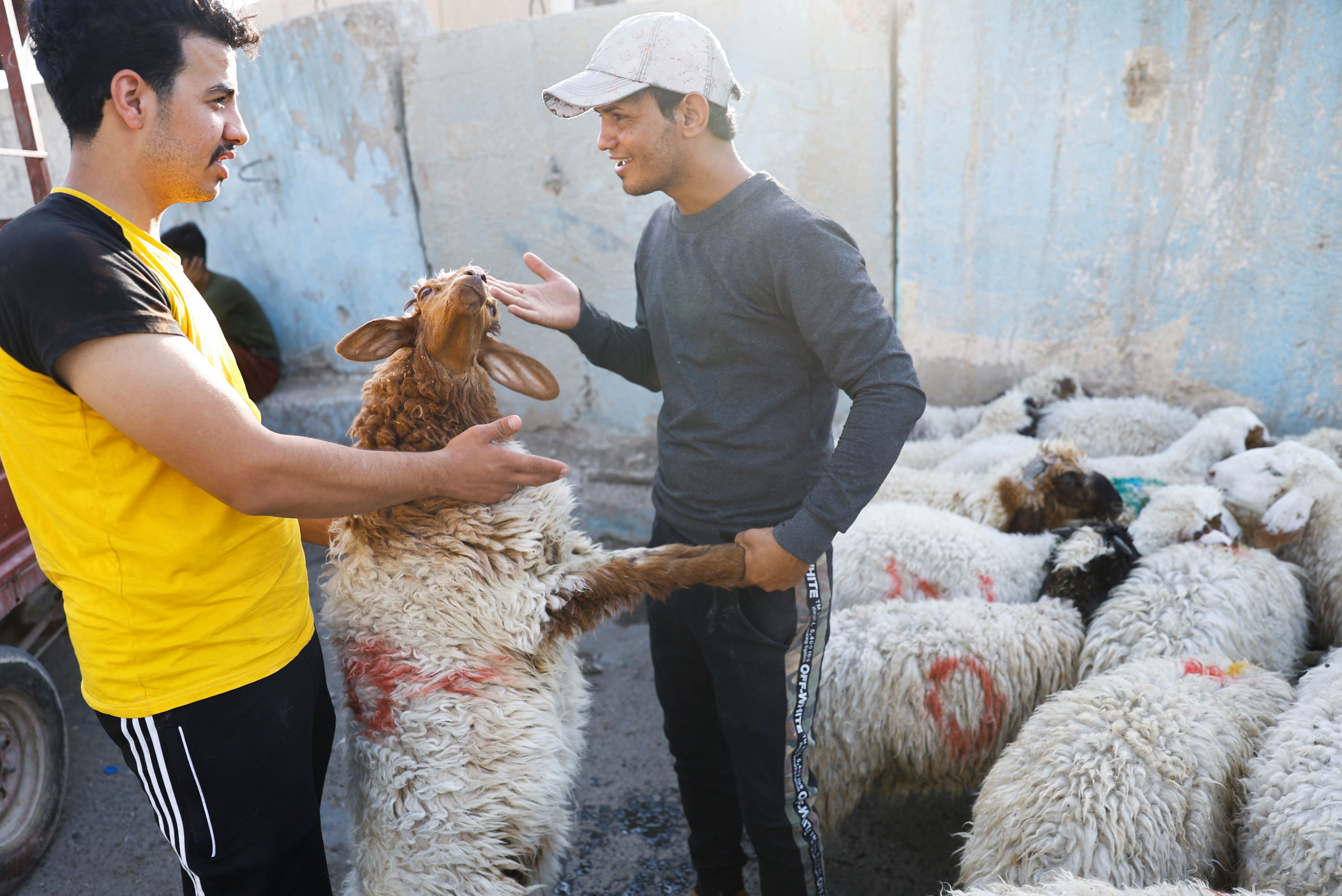 An Iraqi vendor shows a sacrificial sheep to a customer at a livestock market, ahead of the Eid al-Adha festival, in Baghdad,