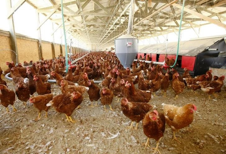 Cage free hens are seen at an egg farm in San Diego County