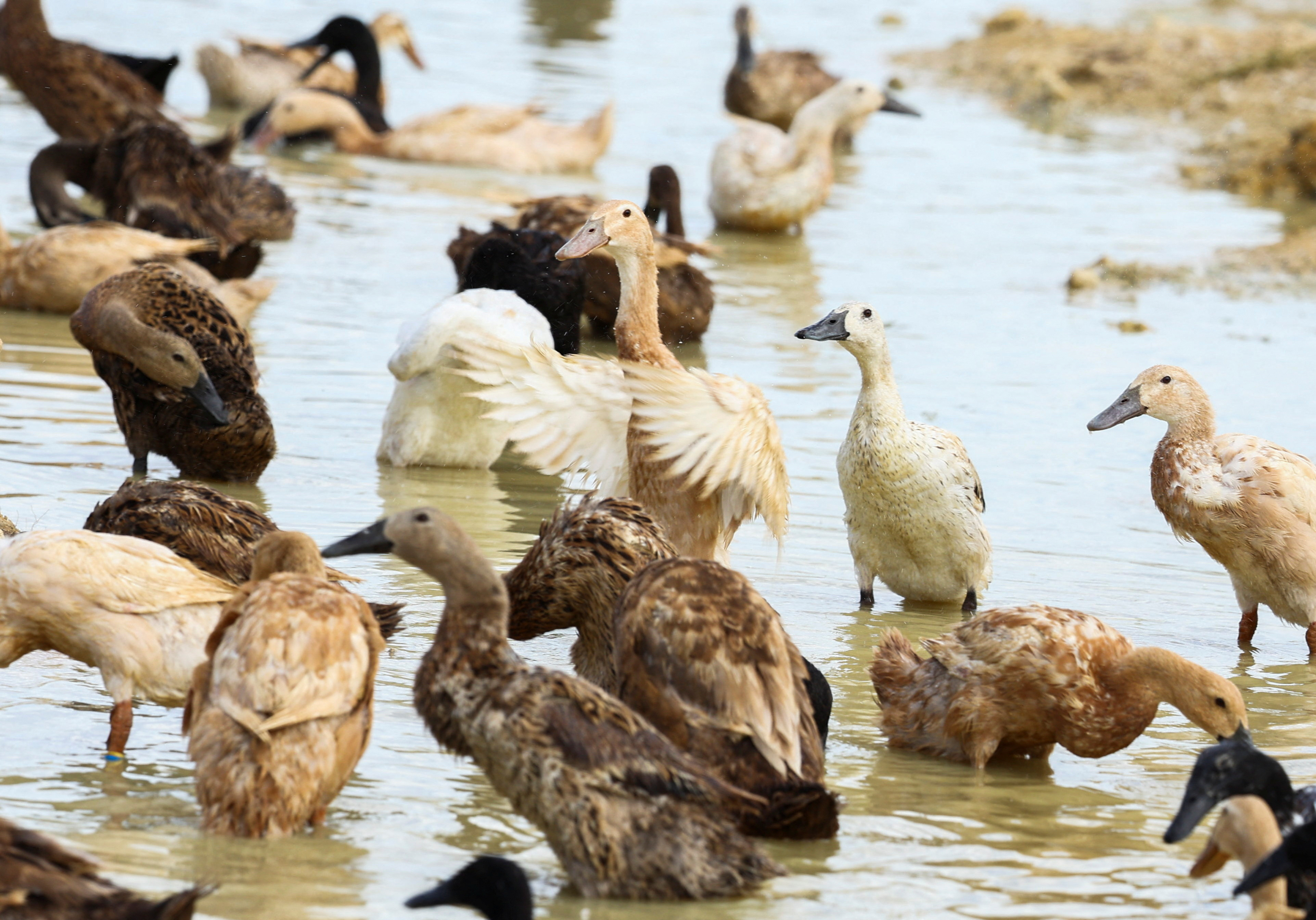 Pest-busting ducks keep Cape Winelands' vineyards healthy