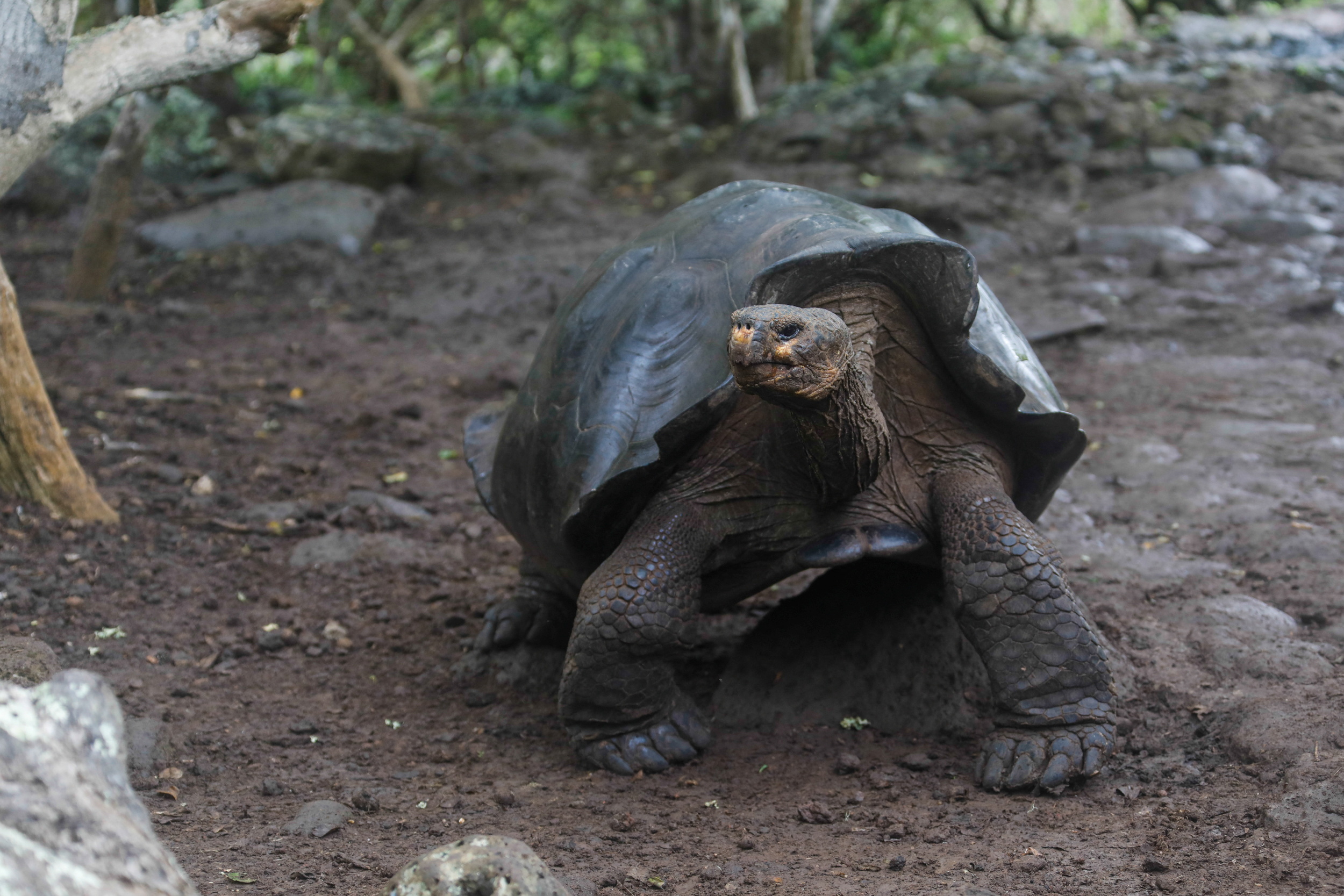 Galapagos tortoises belong to new species -nat'l park | Reuters