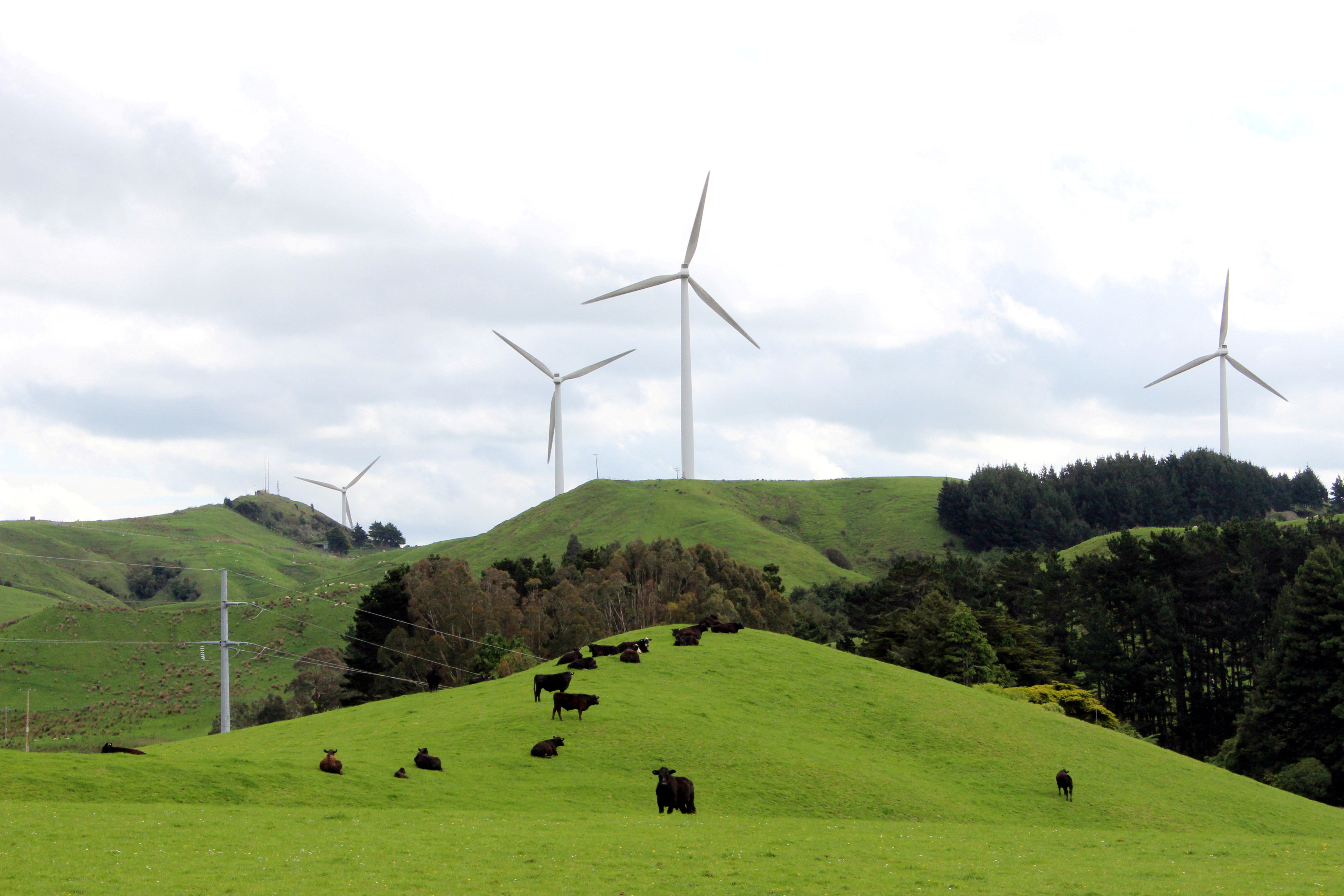 Cows graze near wind farms on the east coast region of Hawke's Bay