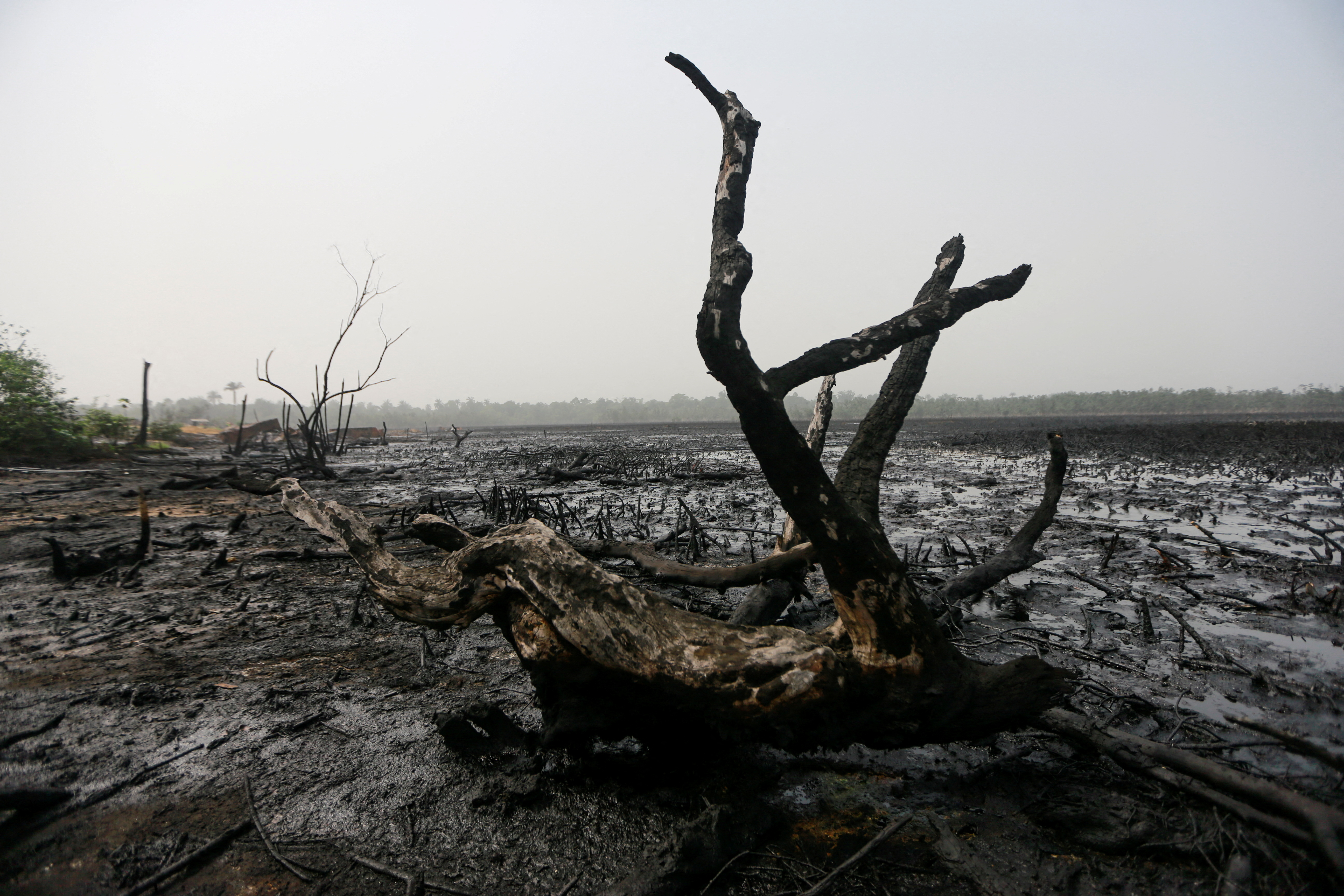 A dead tree is seen in a polluted mangrove area of Bakana ii camp in the Niger delta area of Okrika, Rivers state