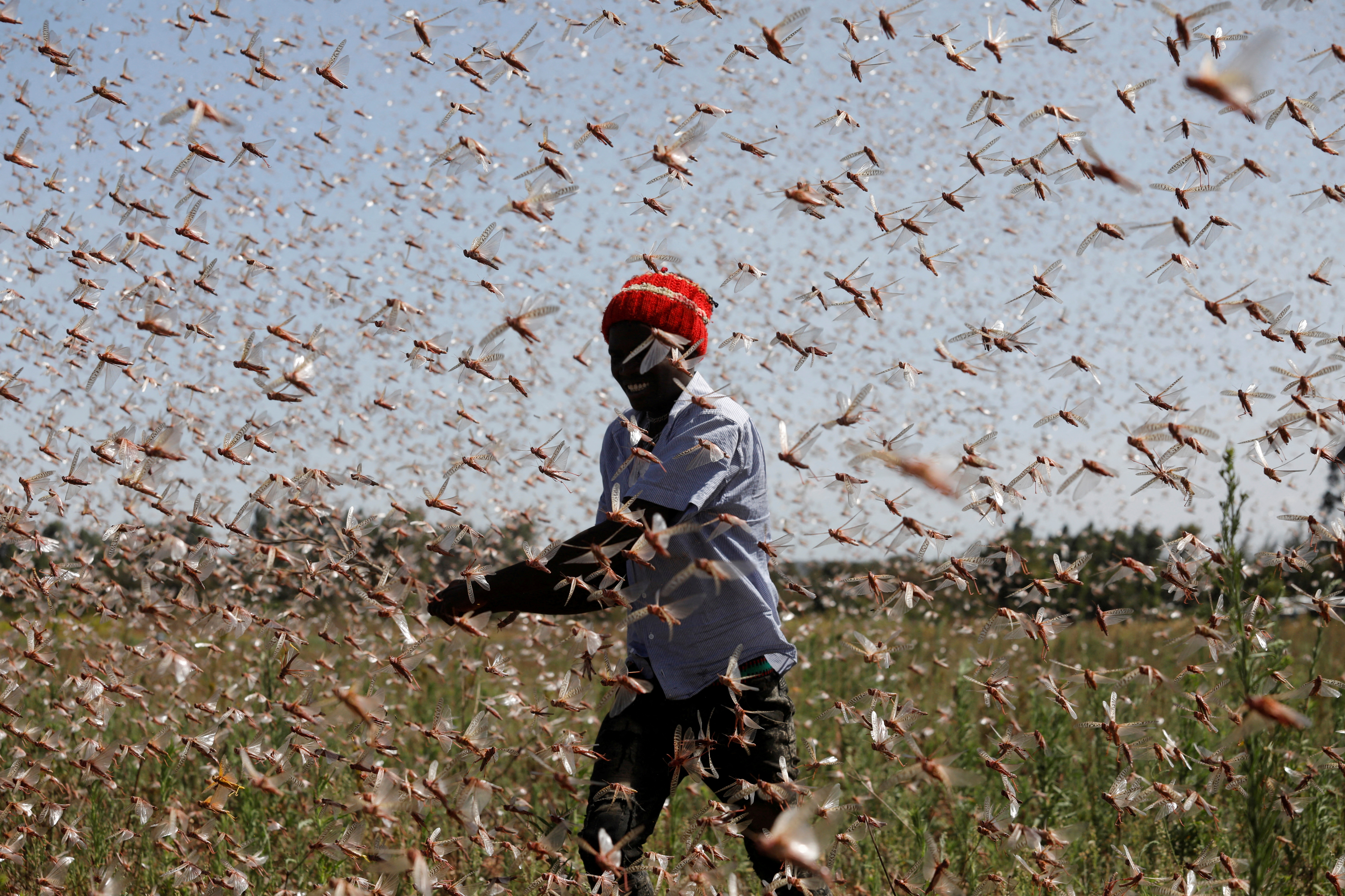 The Wider Image: Farmers fight back: making animal feed from a locust plague
