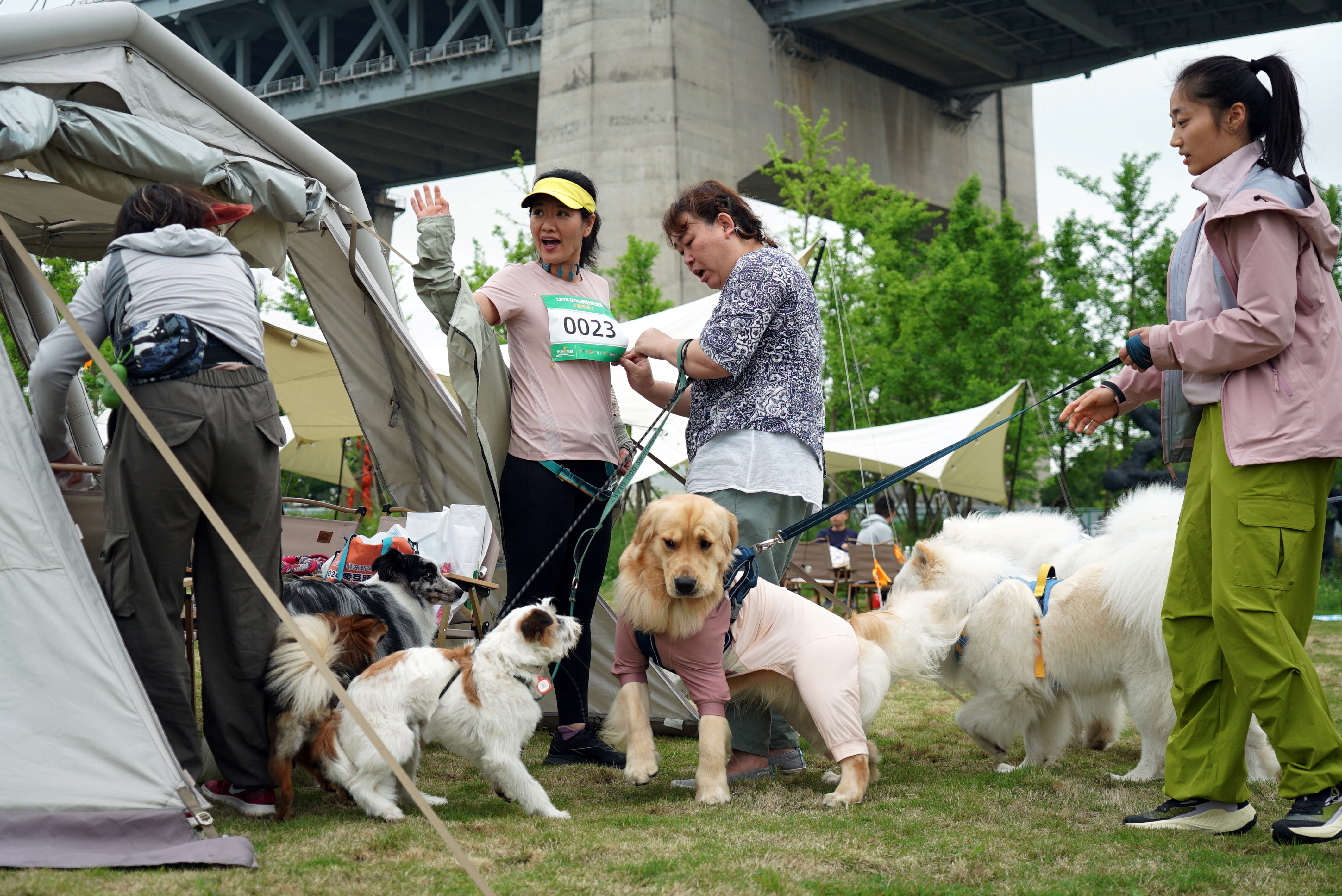 Dog trail race in Shanghai