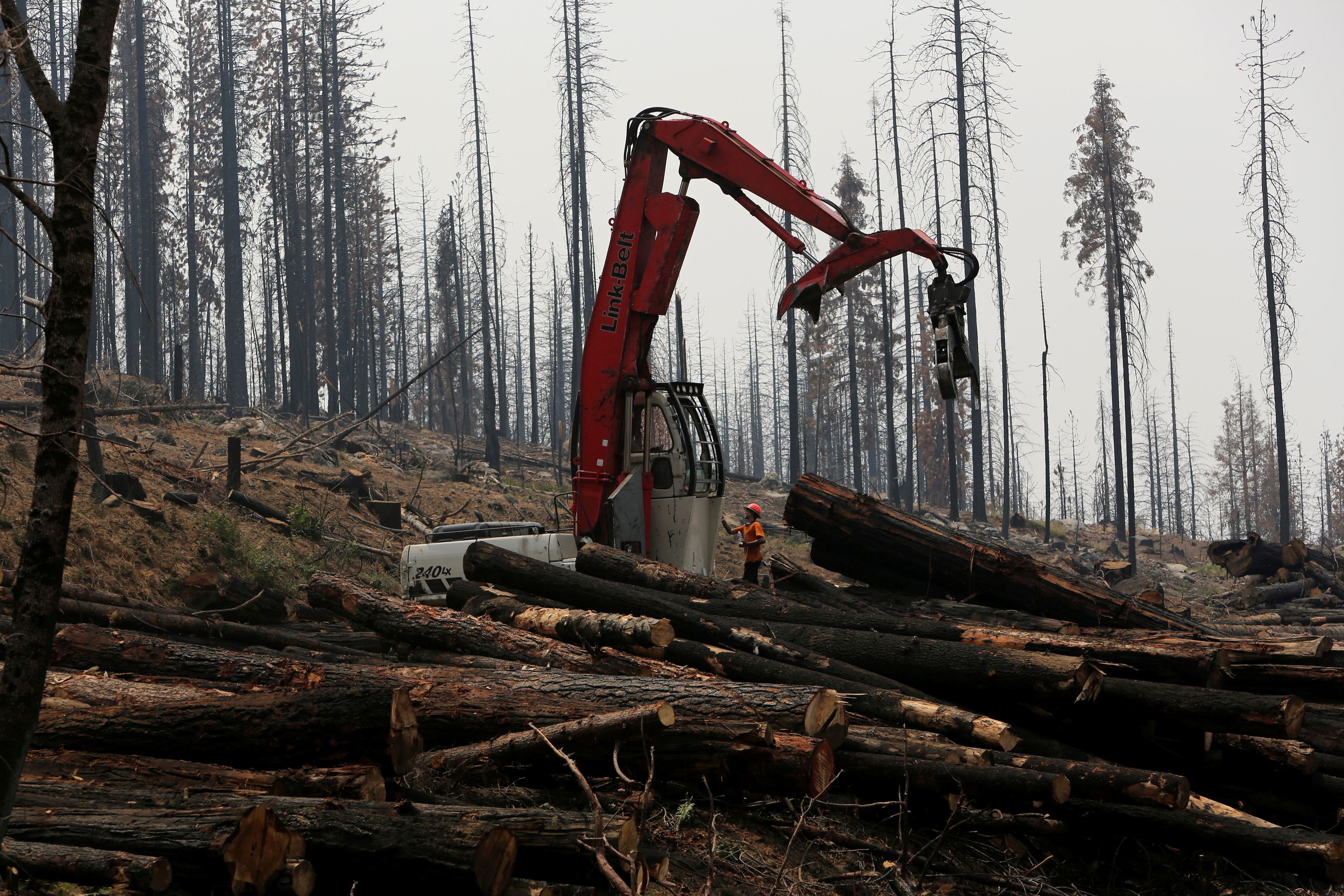 An active logging site is pictured among burned trees from Rim fire near Groveland