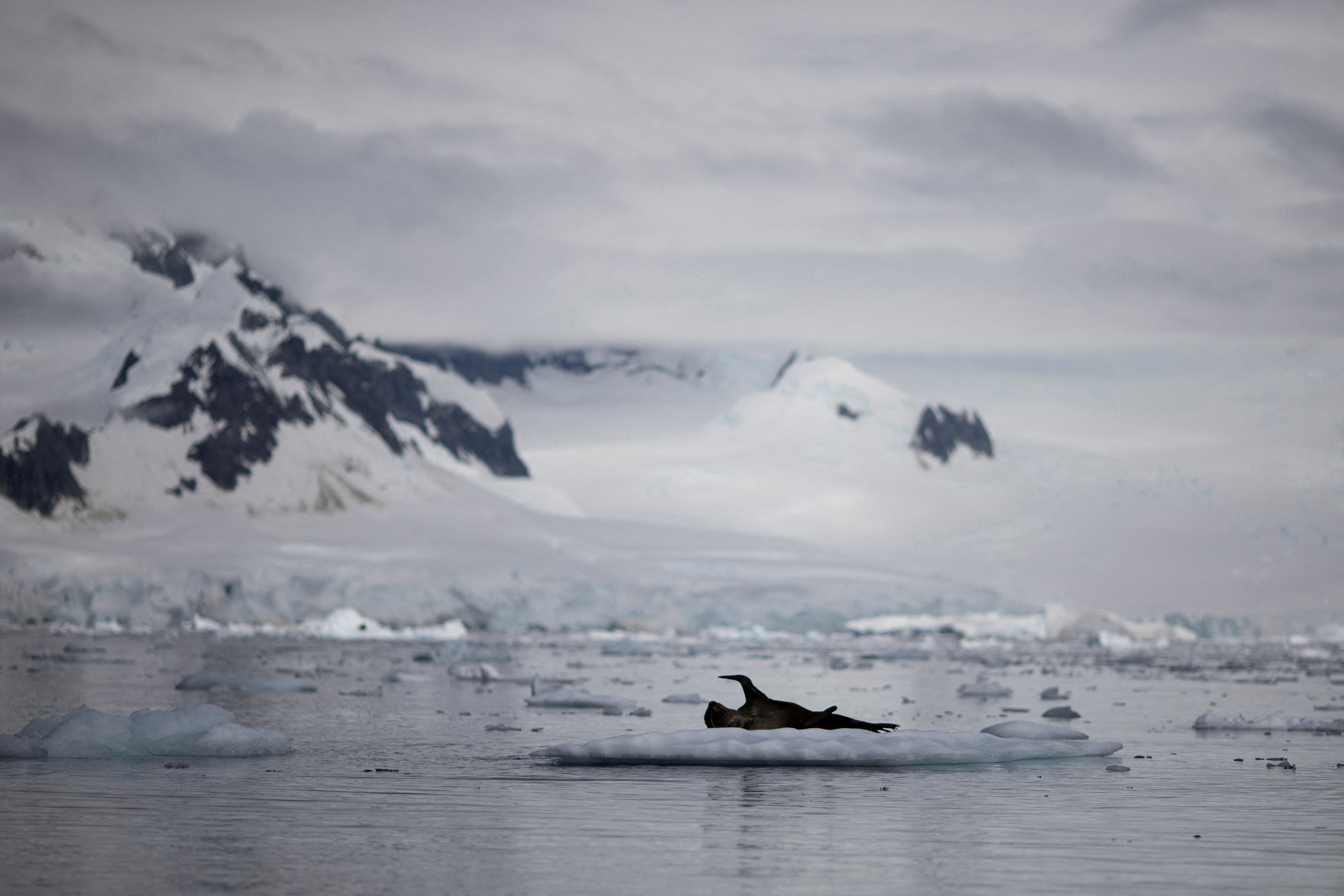 Antarctic Ice Levels Undergo 'massive Decrease', Data Shows 