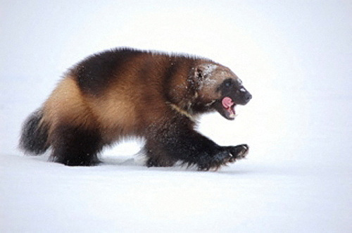 A wolverine walks across the snow in this U.S. Fish and Wildlife Service photo