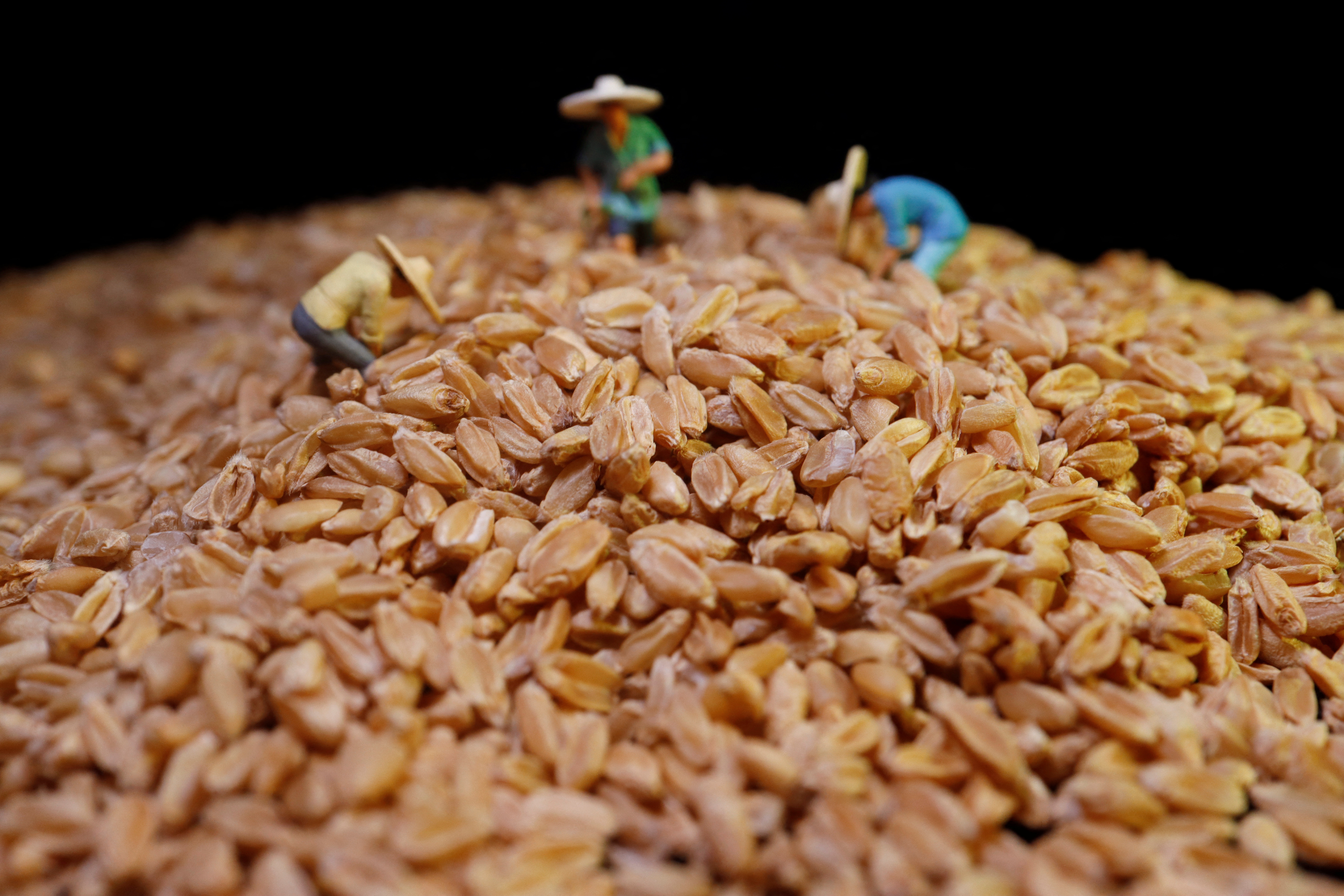 Imagen ilustrativa de granos de trigo.