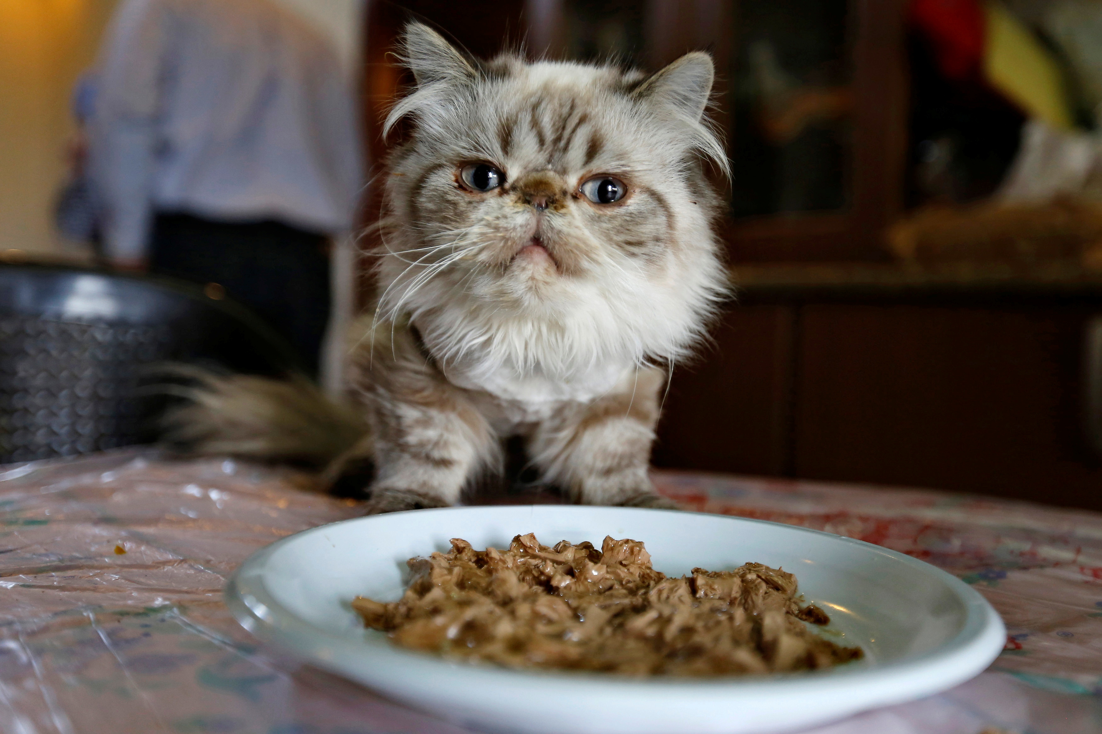 A cat eats in a home in Amman