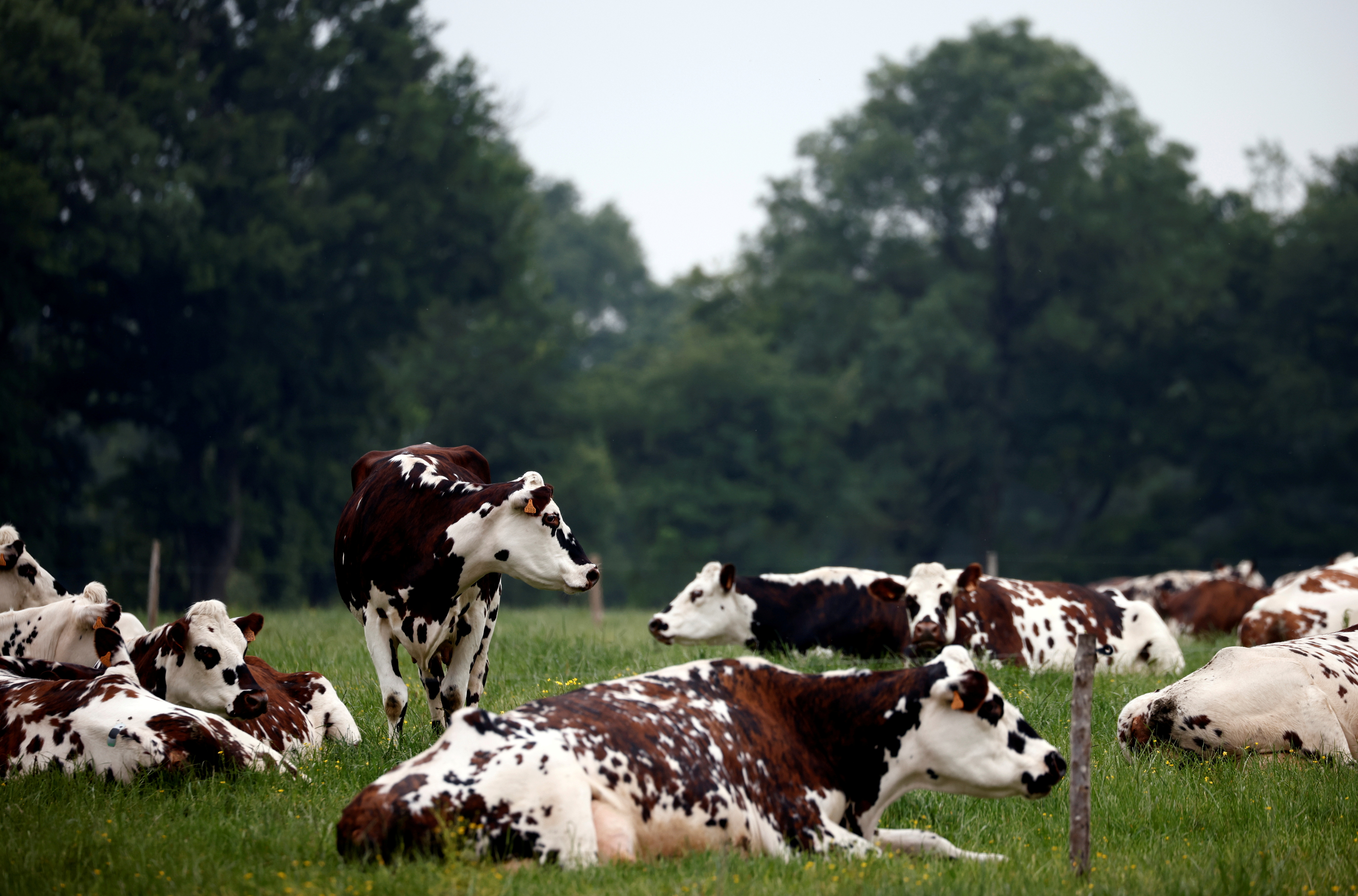 Cows gather in a field in Saint-Hilaire-de-Chaleons