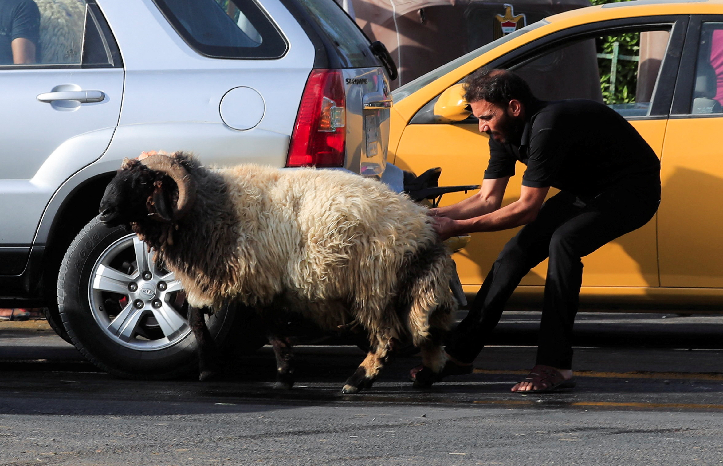 An Iraqi man pulls a sacrificial ram after purchasing it from a livestock market, ahead of the Eid al-Adha festival, in Baghdad