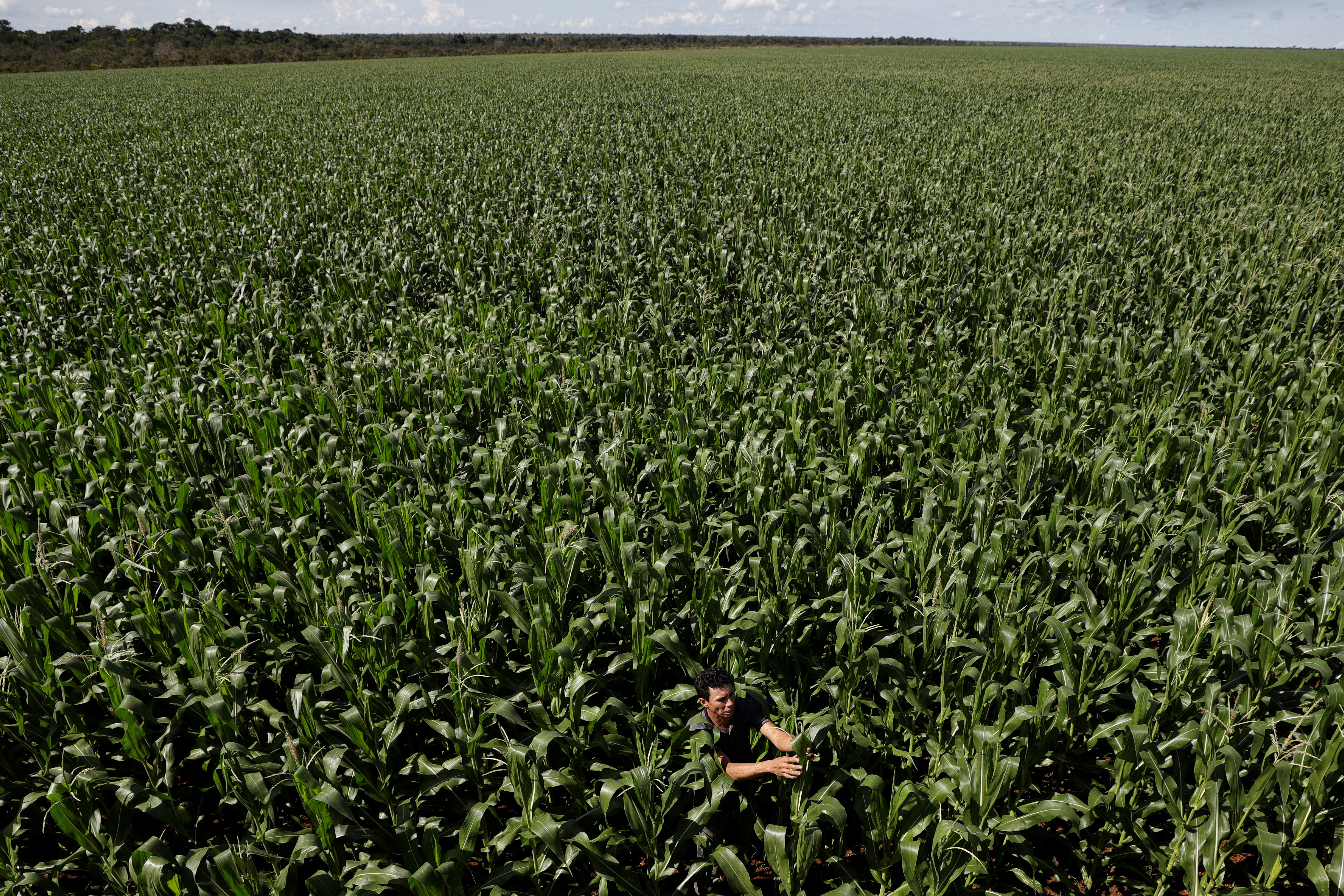 The Wider Image: Brazilian Indians fined for planting GMO soy crops