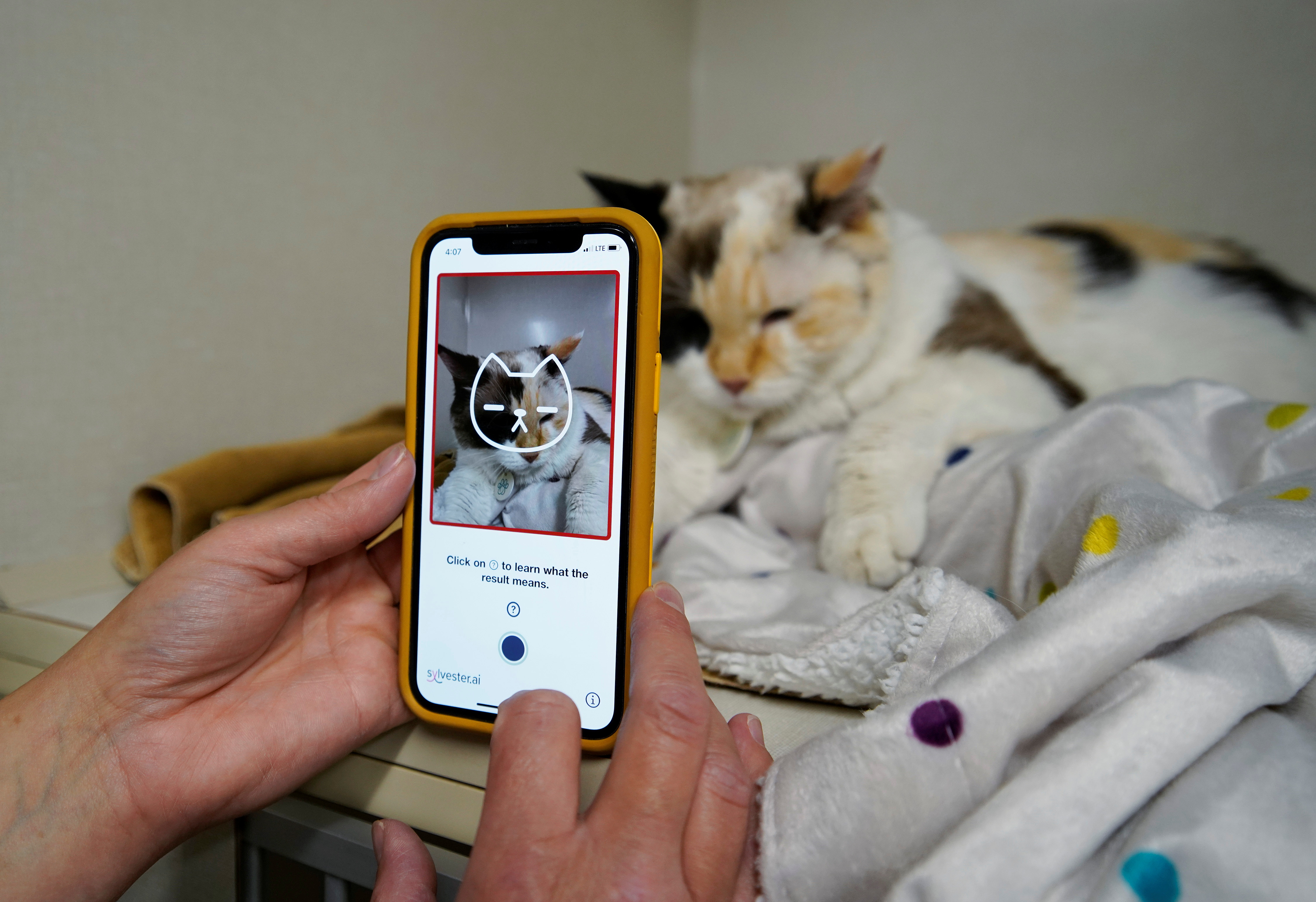 Dr. Liz Ruelle uses a new app called Tably that reads cat's faces and helps her monitor a cat's health at the Wild Rose Cat clinic in Calgary