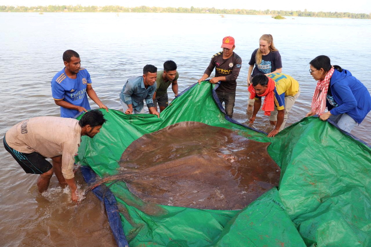 400-pound freshwater stingray rescued and released in Mekong River