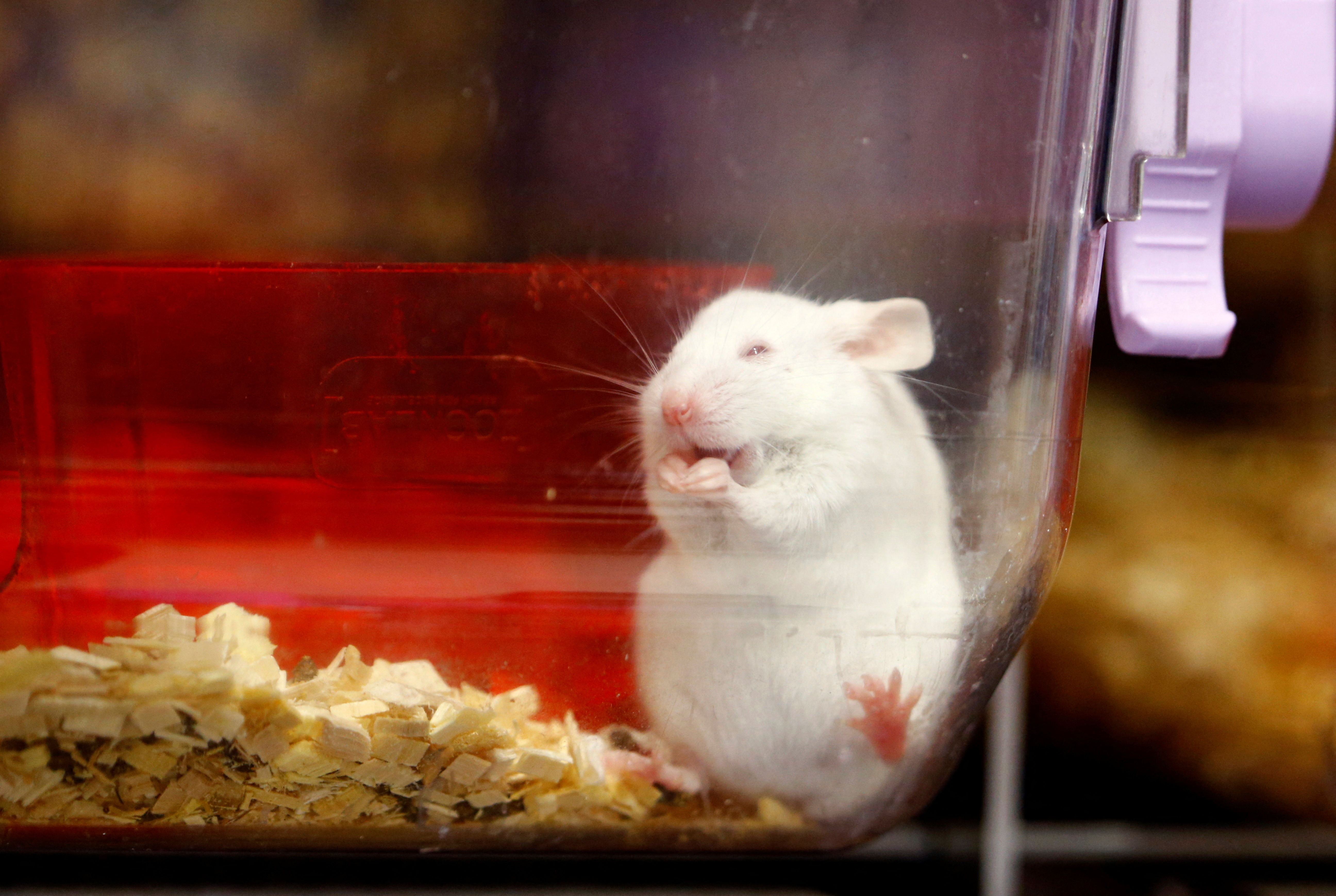A mouse is seen in a plastic box at the Laboratory Animal Services Center in Schlieren