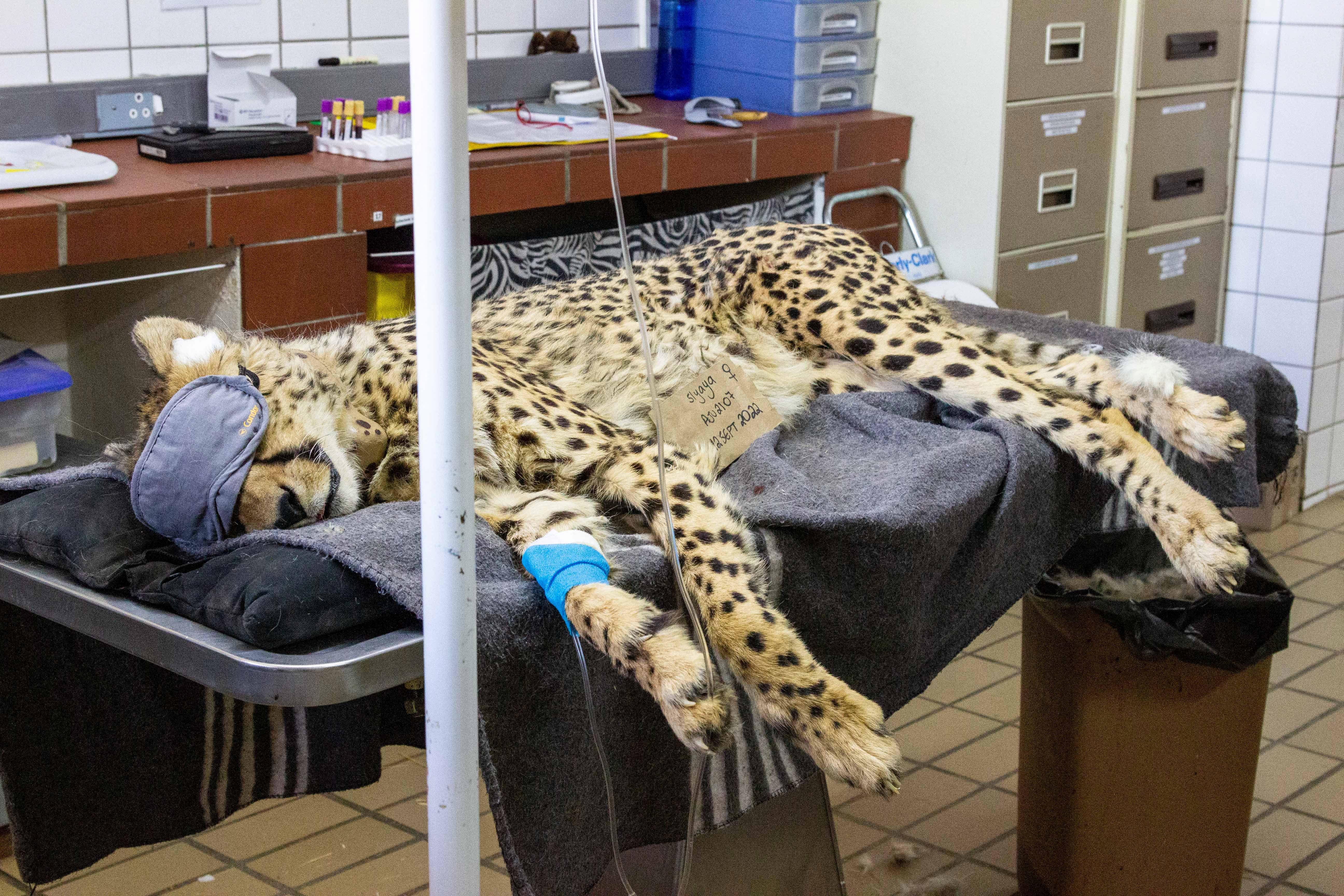 A cheetah rests after being prepared for its translocation to India at the CCF centre in Otjiwarongo