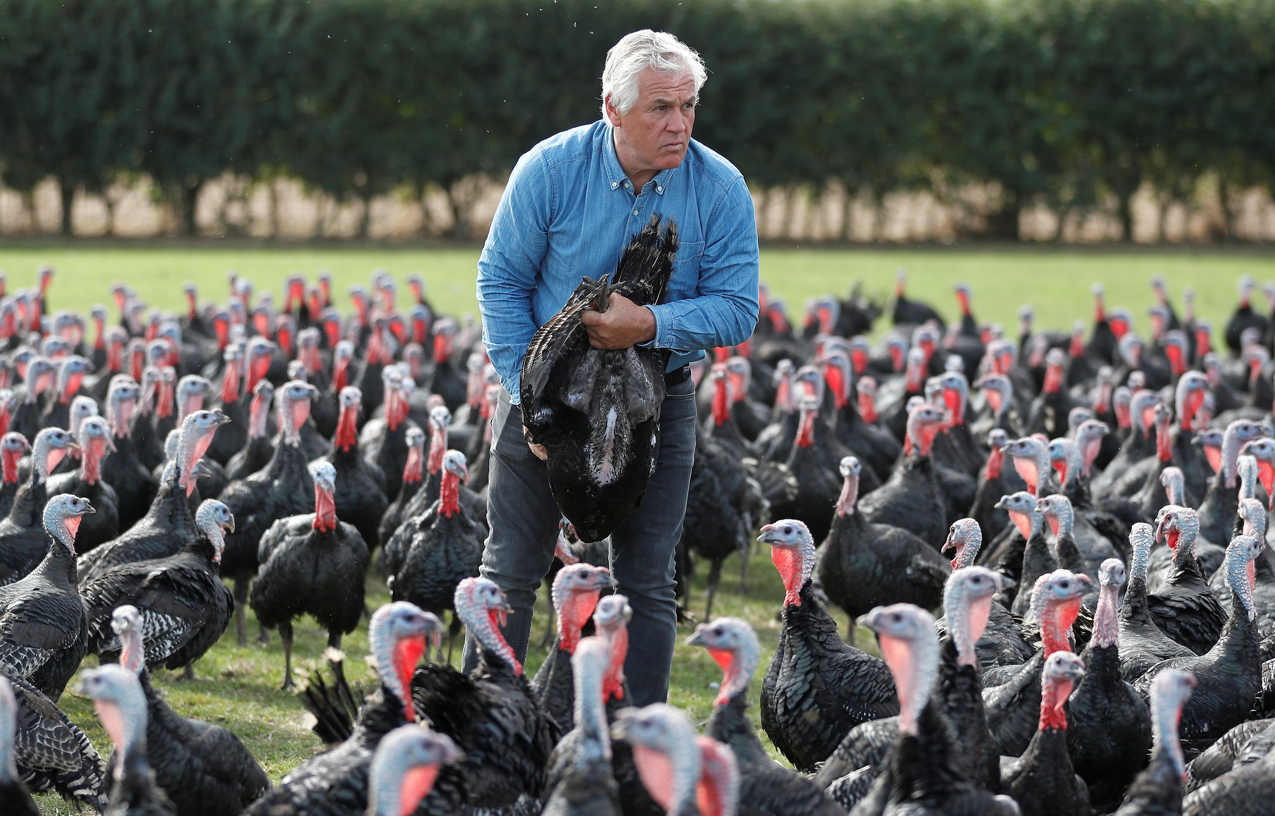 Turkey farmer Paul Kelly inspects turkeys on his farm in Chelmsford