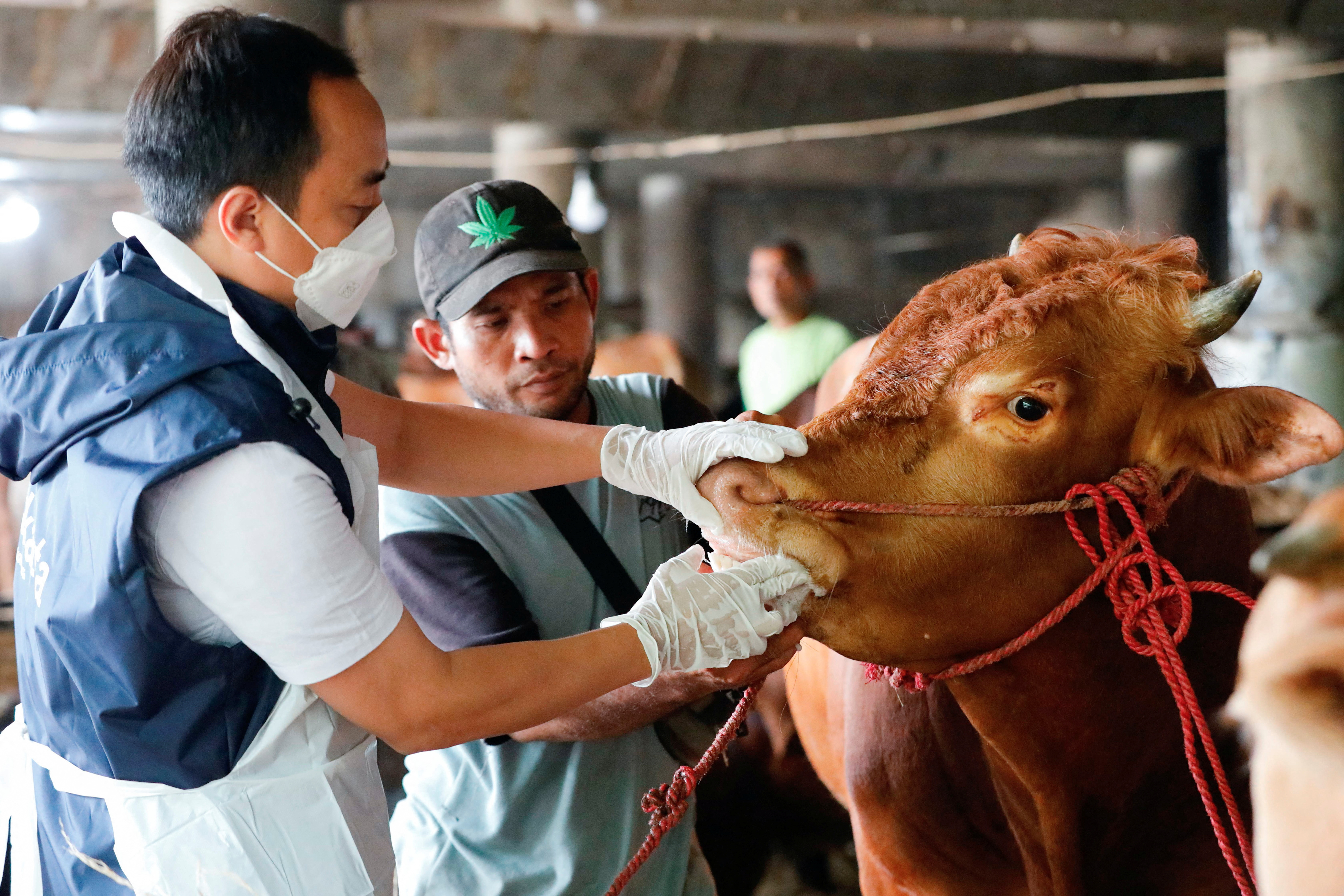 Measures to prevent foot and mouth disease spread for cattle, in Jakarta