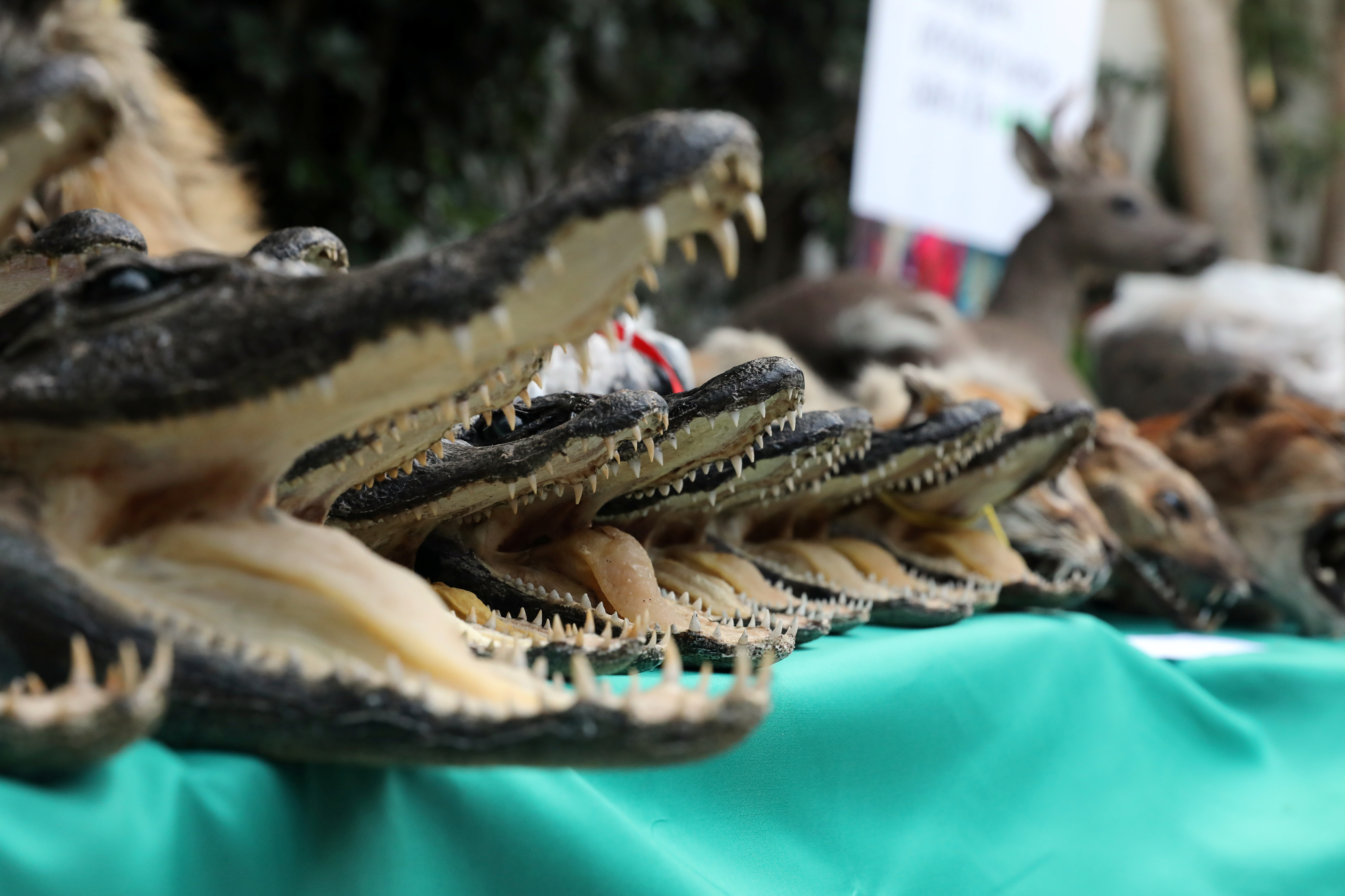 SERFOR and Peruvian police show confiscated animal parts in Lima
