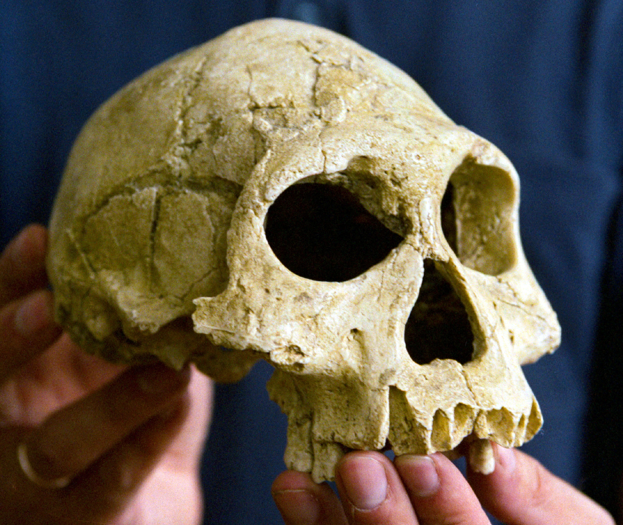 The skull of the early human species Homo erectus