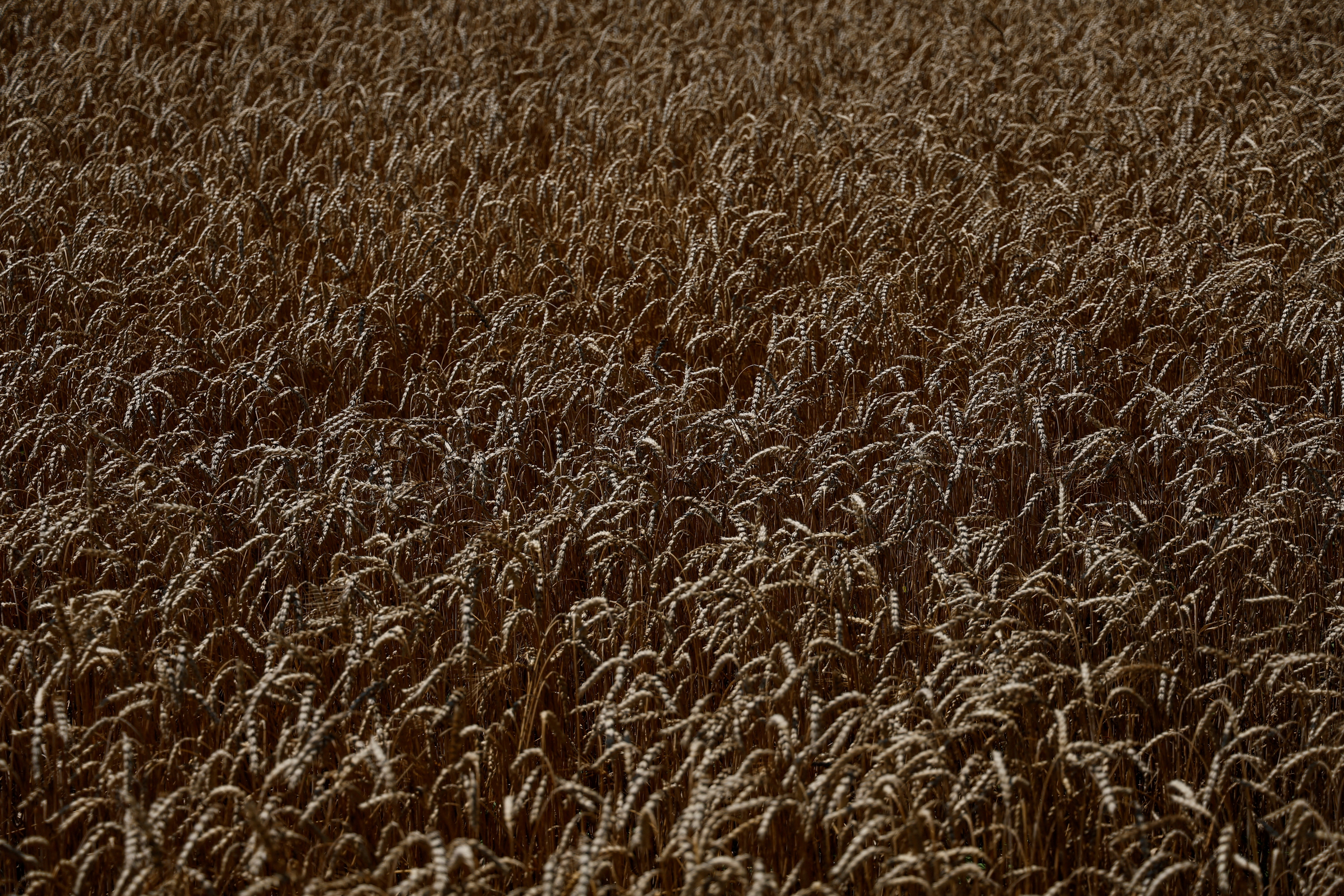 Wheat field is seen in the village of Zhurivka