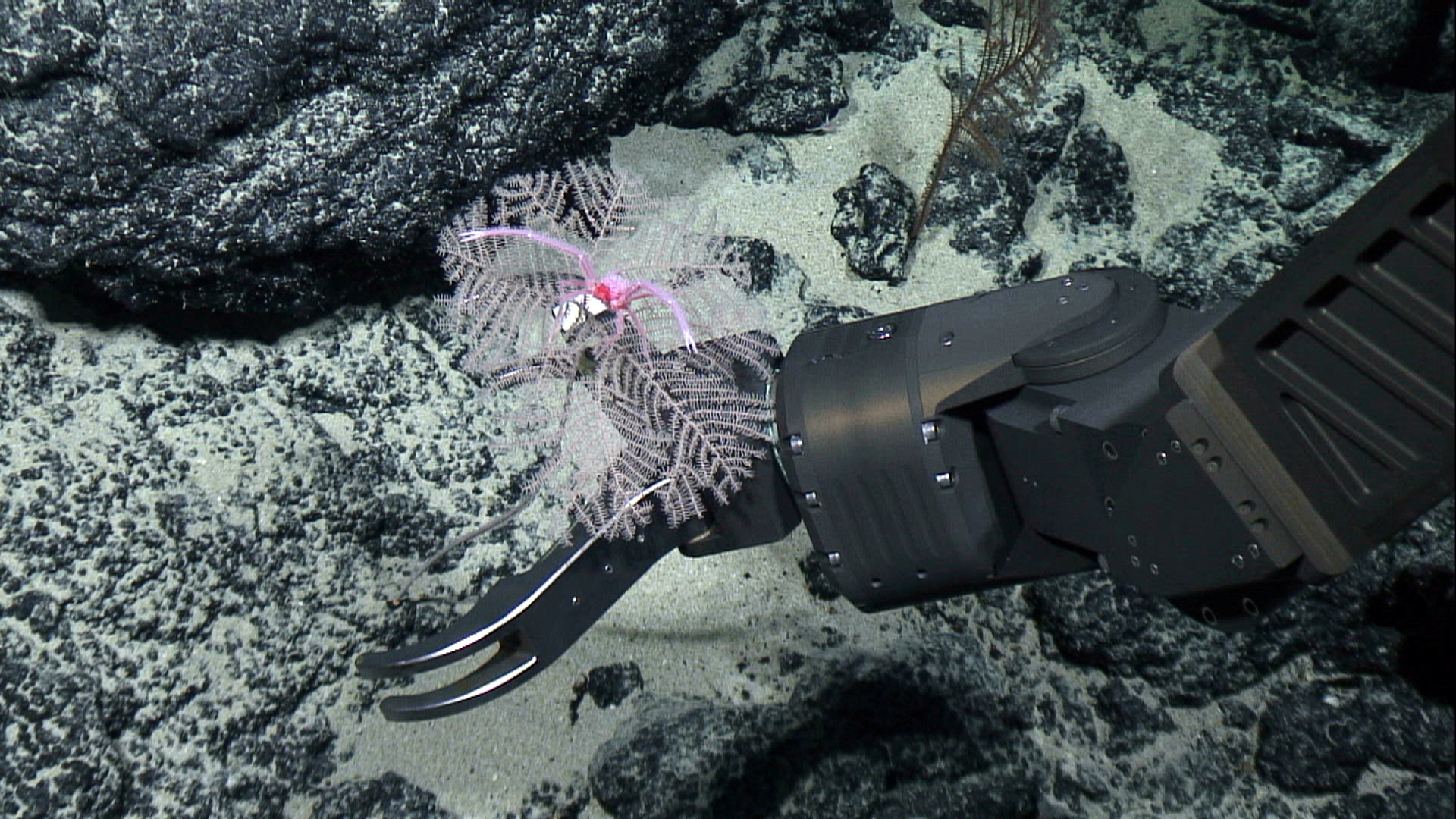  Black coral species Umbellapathes litocrada is seen in this handout photo from 2015 obtained by Reuters on October 28, 2020. NOAA Office of Ocean Exploration/Handout via REUTERS  
