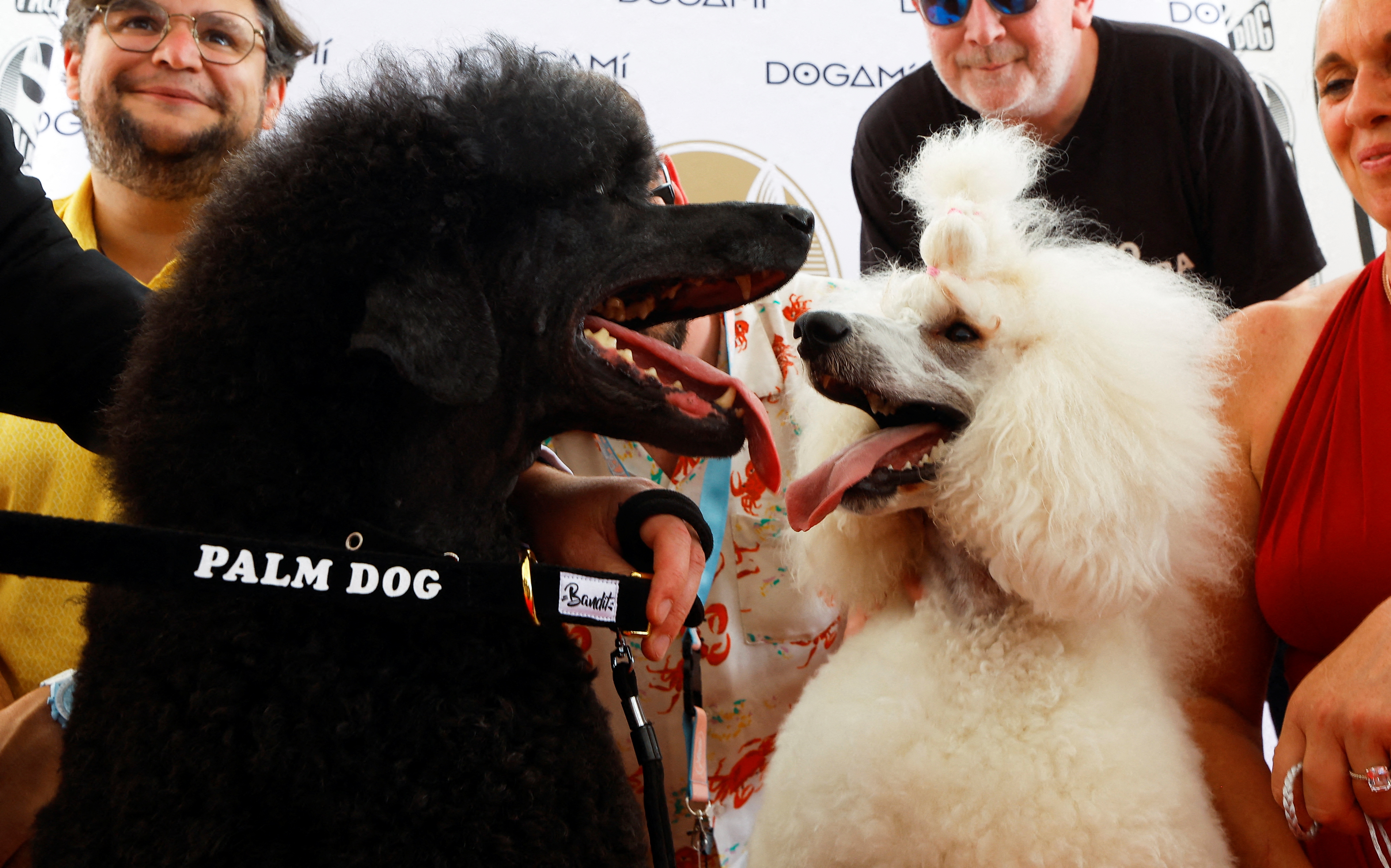 The 75th Cannes Film Festival - The Palm Dog Awards
