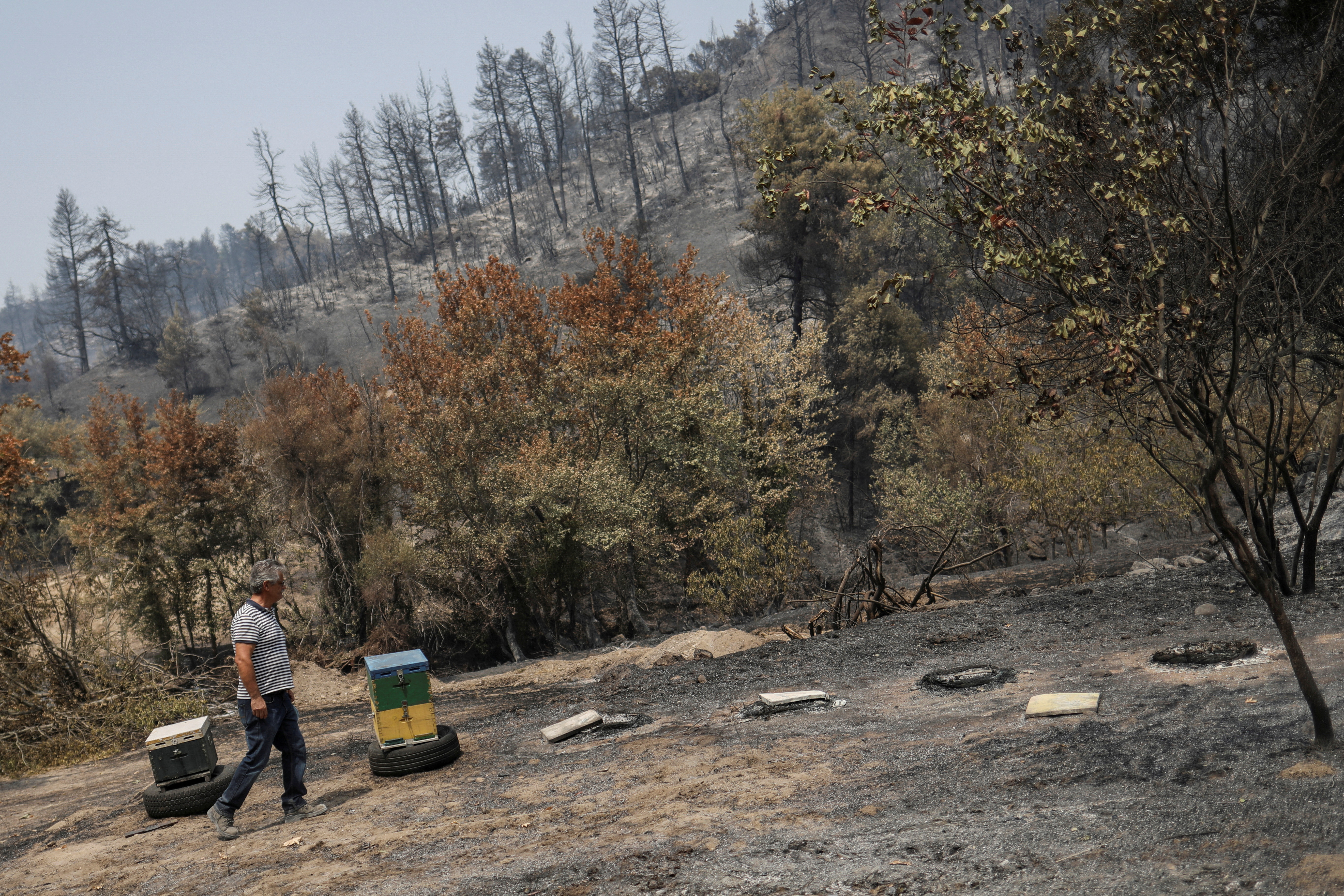 President of beekeepers of the municipality of Istiaia Stathis Albanis, walks next to destroyed beehives, following a wildfire near the village of Voutas on the island of Evia