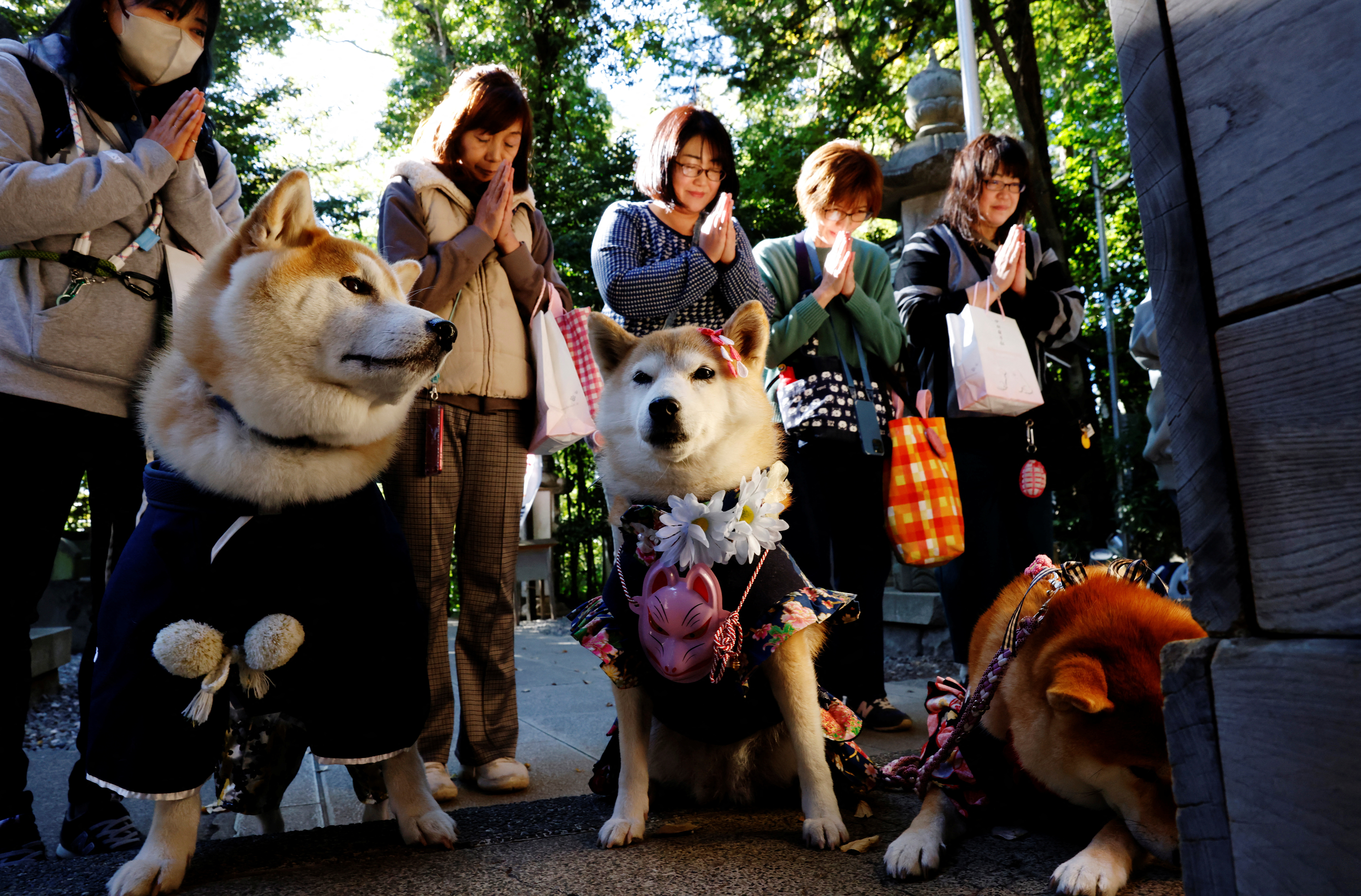Pet dogs attend a Shichi-Go-San blessing in Zama