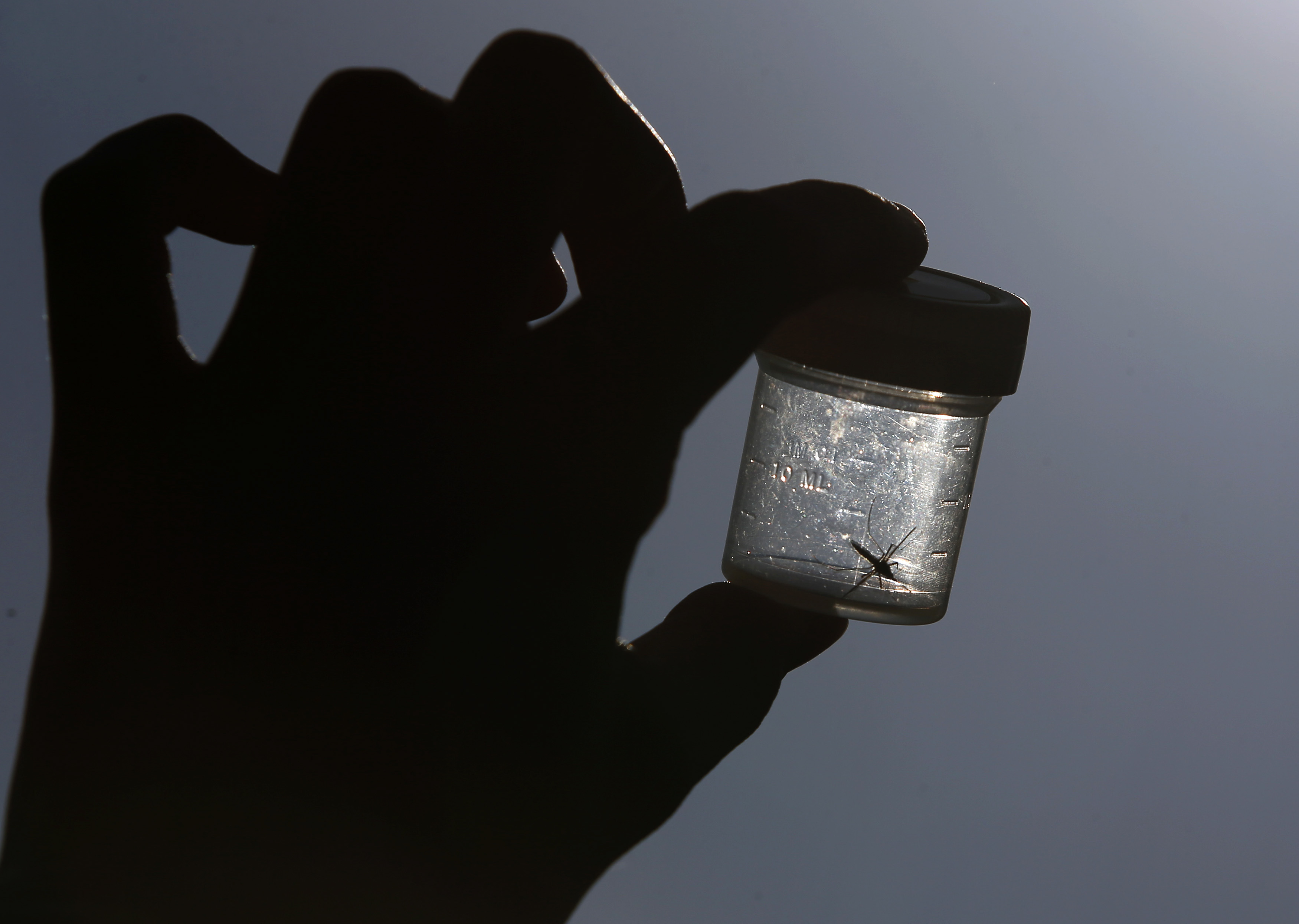 Mosquito is caught in plastic box by German mosquito researcher Kroeger in Leipzig