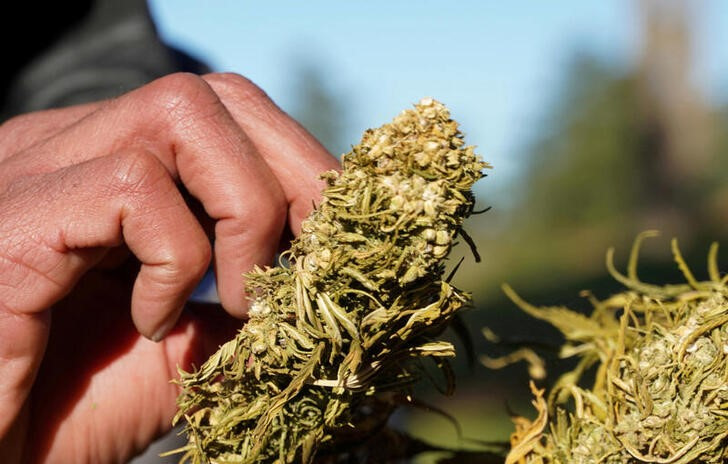 A farmer tends to dried cannabis bundle in Ketama